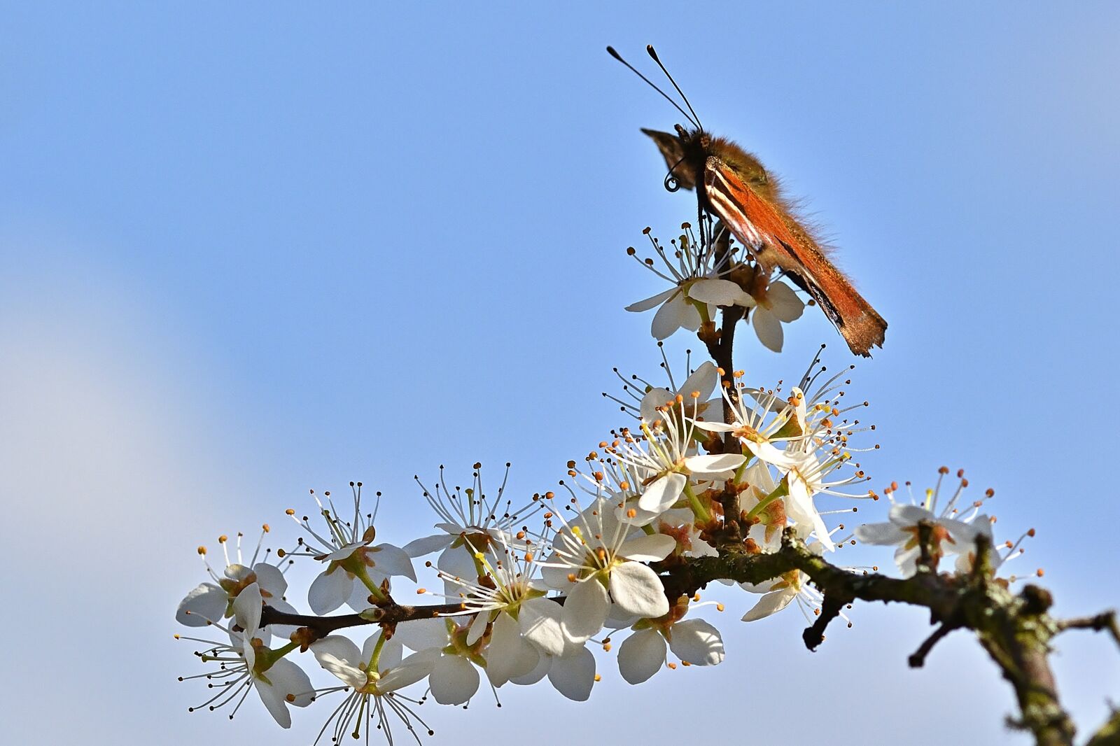 Nikon D5200 sample photo. Nature, spring, peacock butterfly photography
