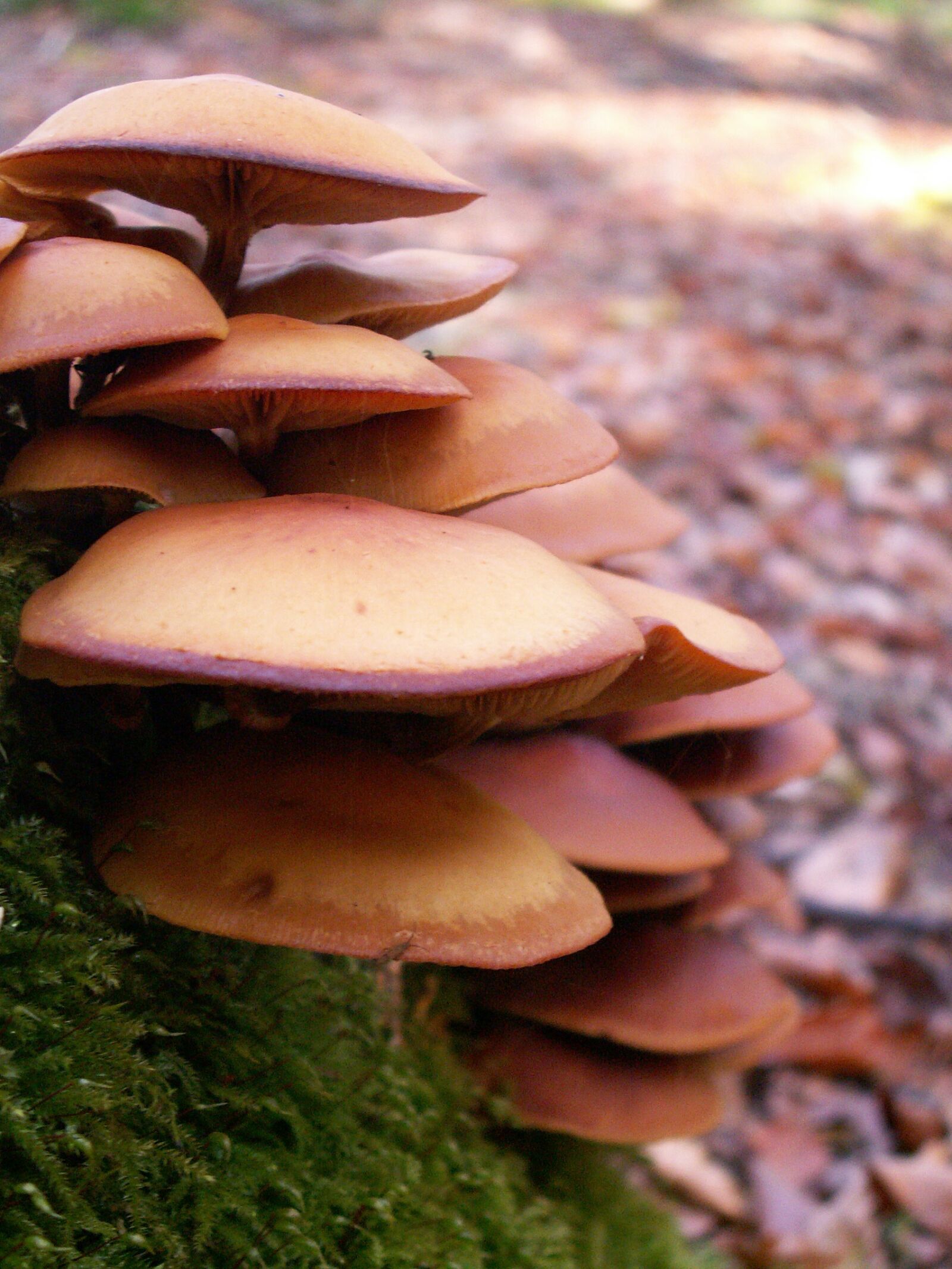 KONICA MINOLTA DiMAGE Z3 sample photo. Mushrooms, forest, autumn photography