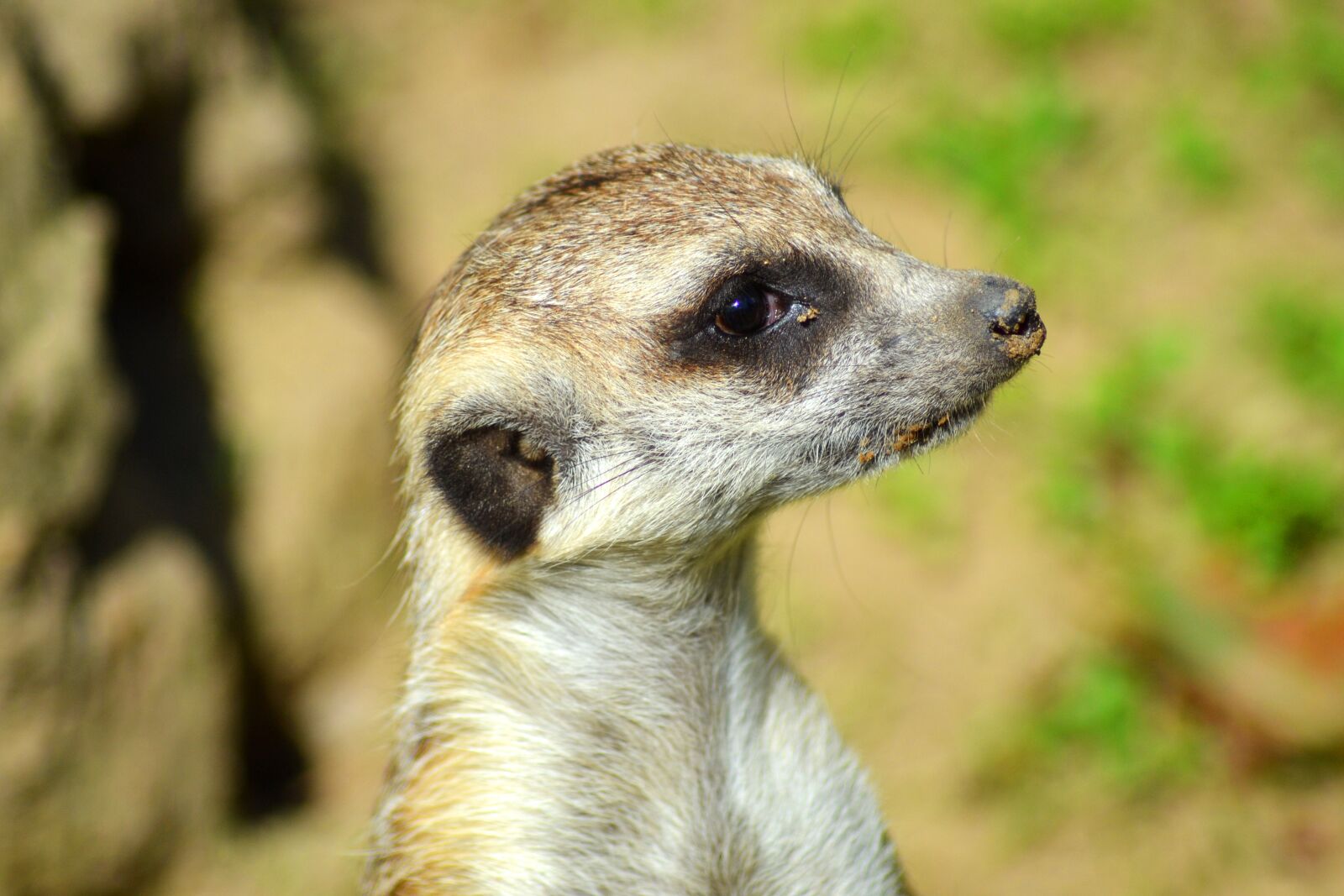 Nikon D3100 sample photo. Meerkat, animal, curious photography