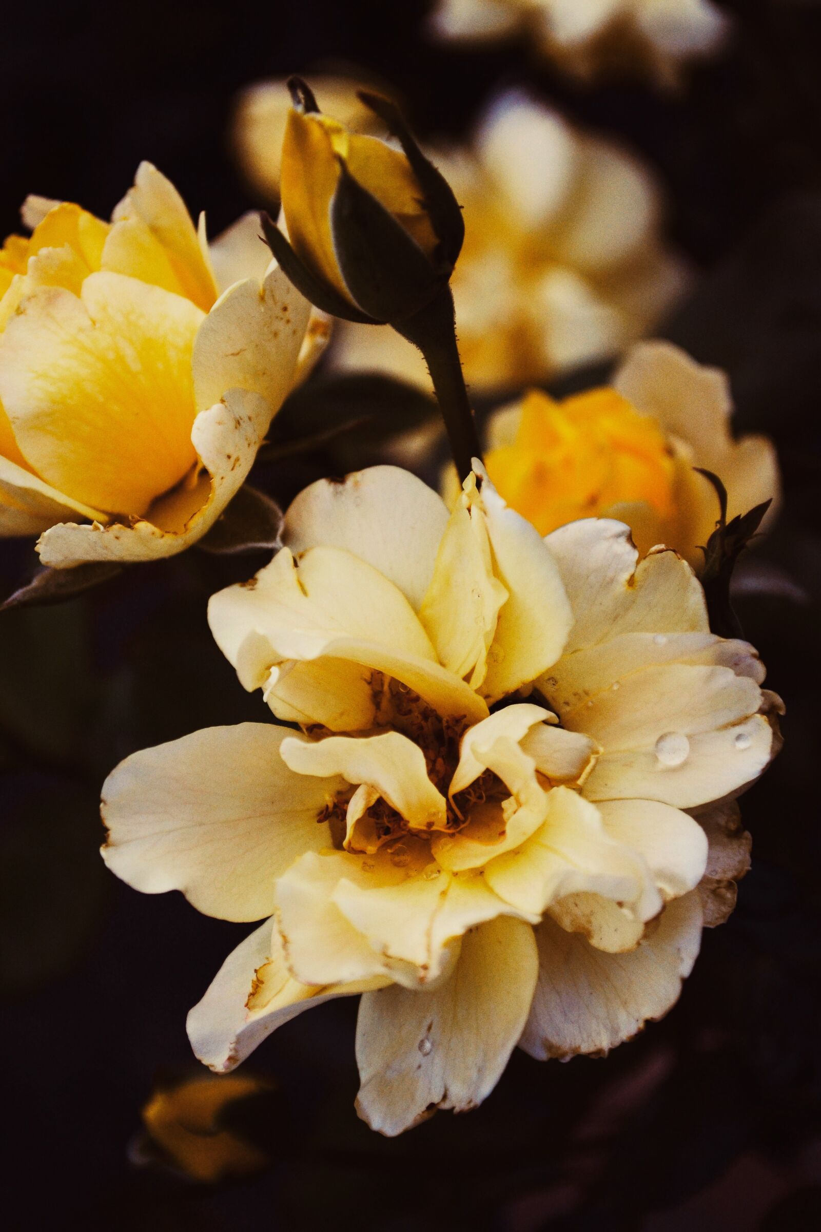 Nikon D3100 sample photo. Rose, roses, summer photography