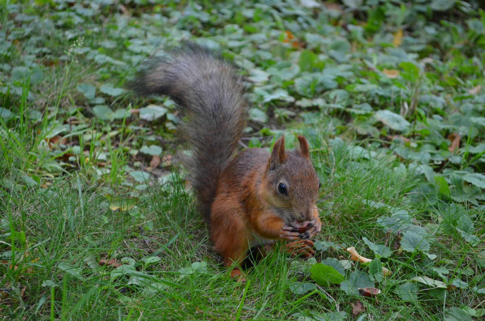 Nikon D5100 sample photo. Nature, living nature, mammals photography