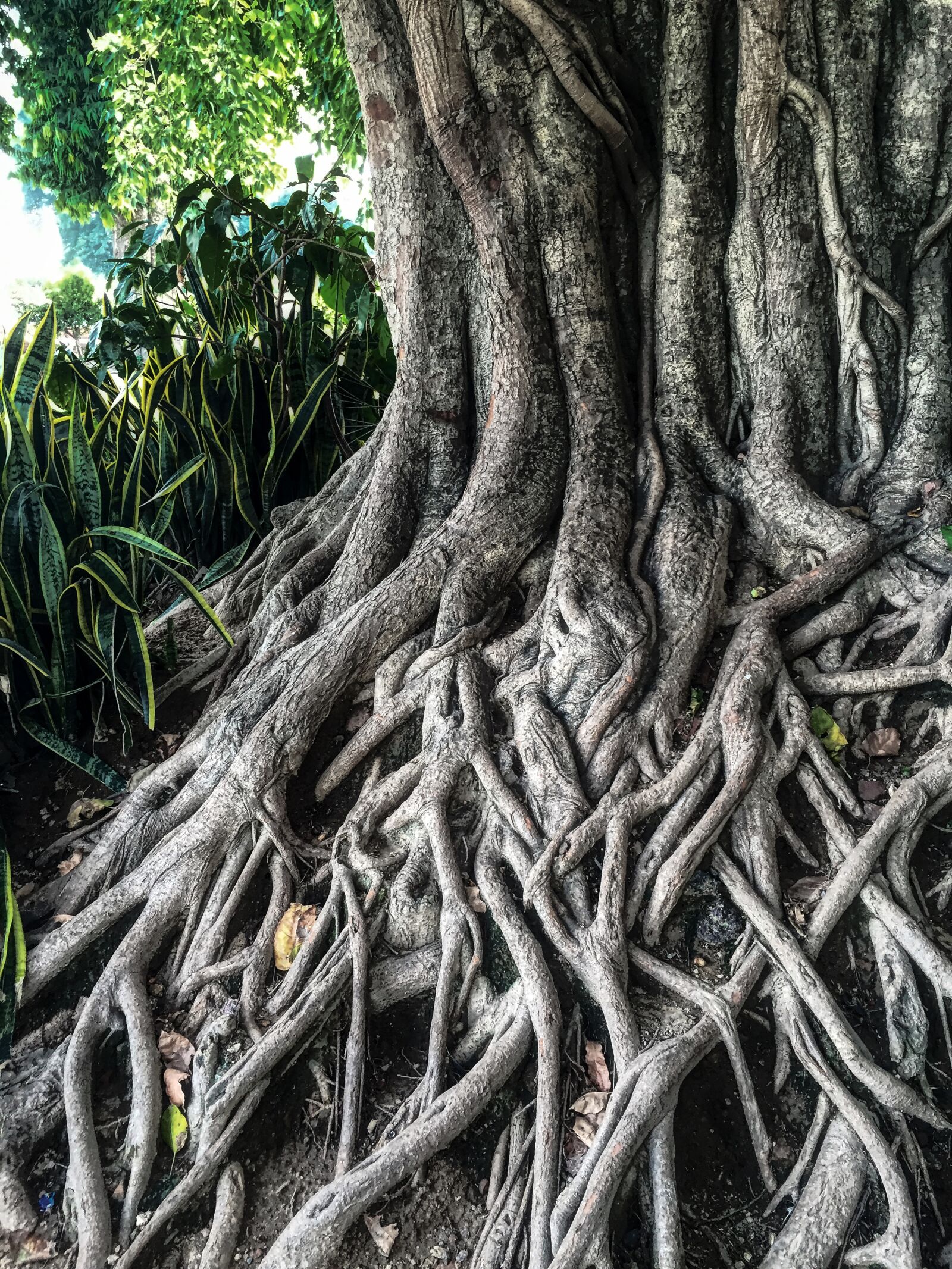 iPhone 6 back camera 4.15mm f/2.2 sample photo. Roots, tree, yoga photography