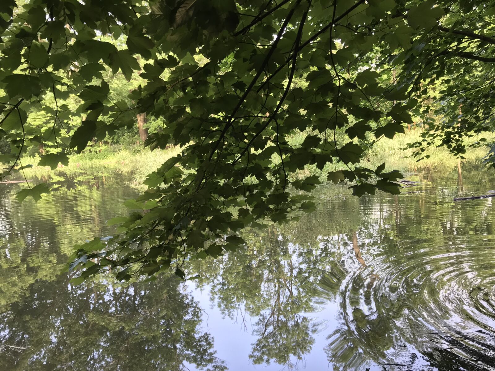 iPhone 7 back camera 3.99mm f/1.8 sample photo. Landscape, water, nature photography