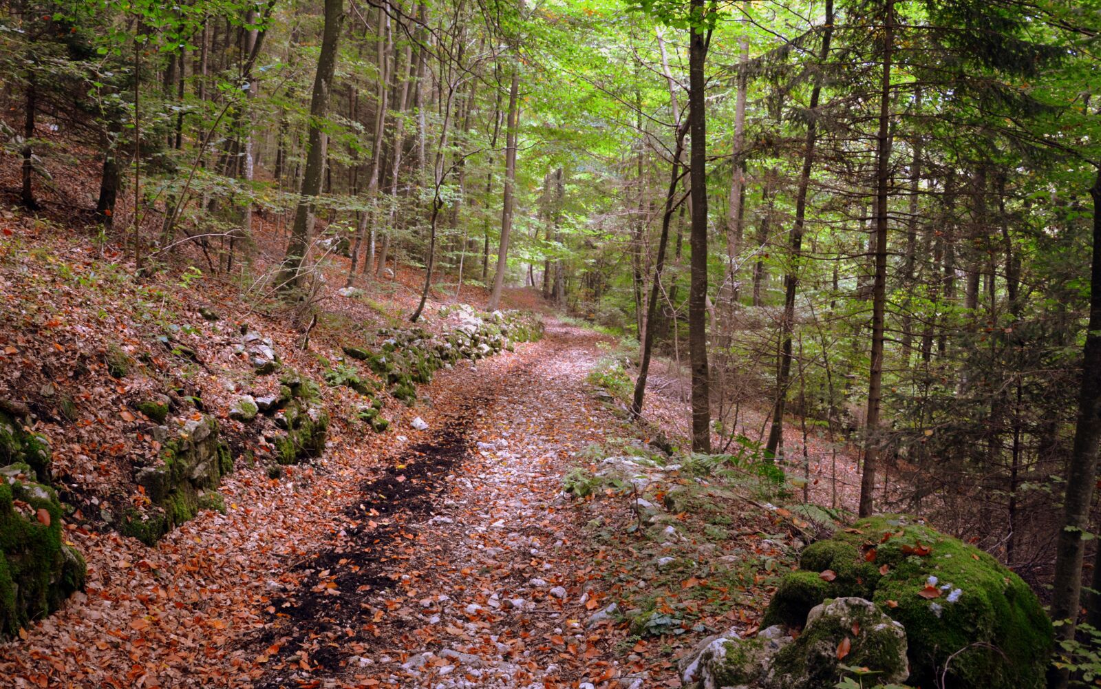 Nikon D7100 sample photo. Trail, forest, excursion photography