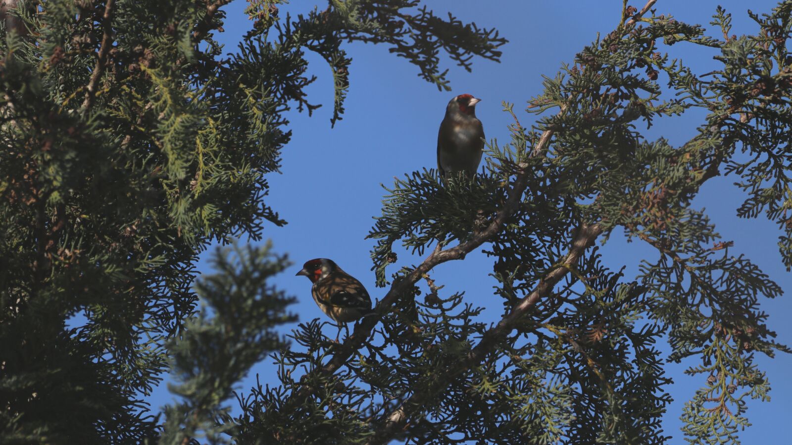 150-600mm F5-6.3 DG OS HSM | Contemporary 015 sample photo. Stieglitz, nature, bird watching photography