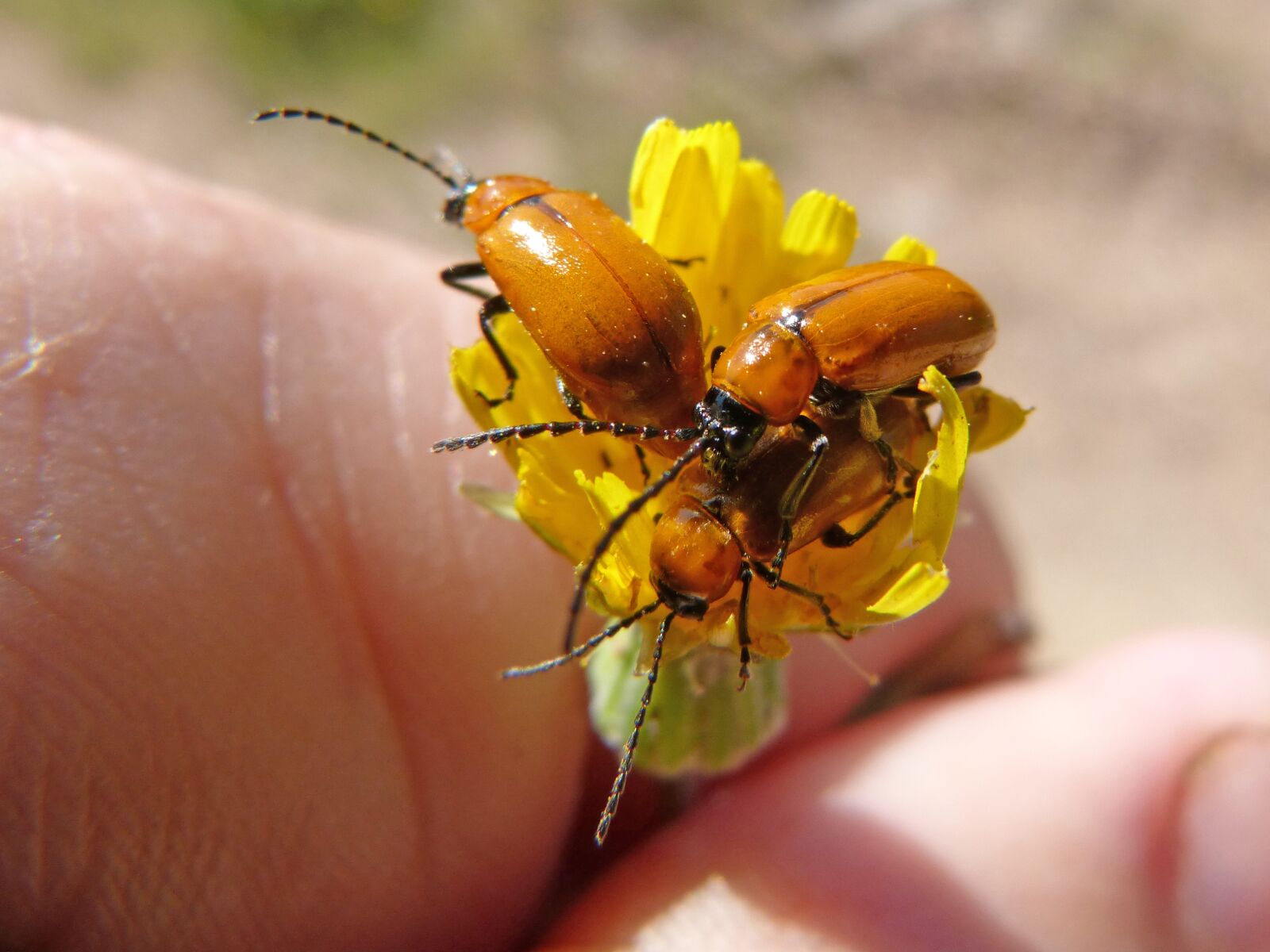 Panasonic DMC-FZ62 sample photo. Weevil, beetle, diptera photography