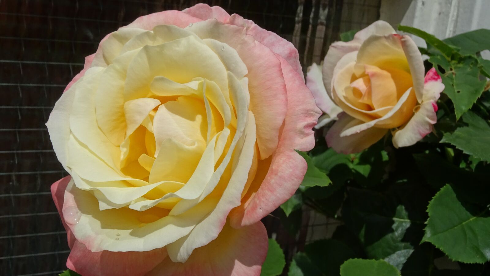Sony DSC-HX60 sample photo. Rose, flower, beauty photography