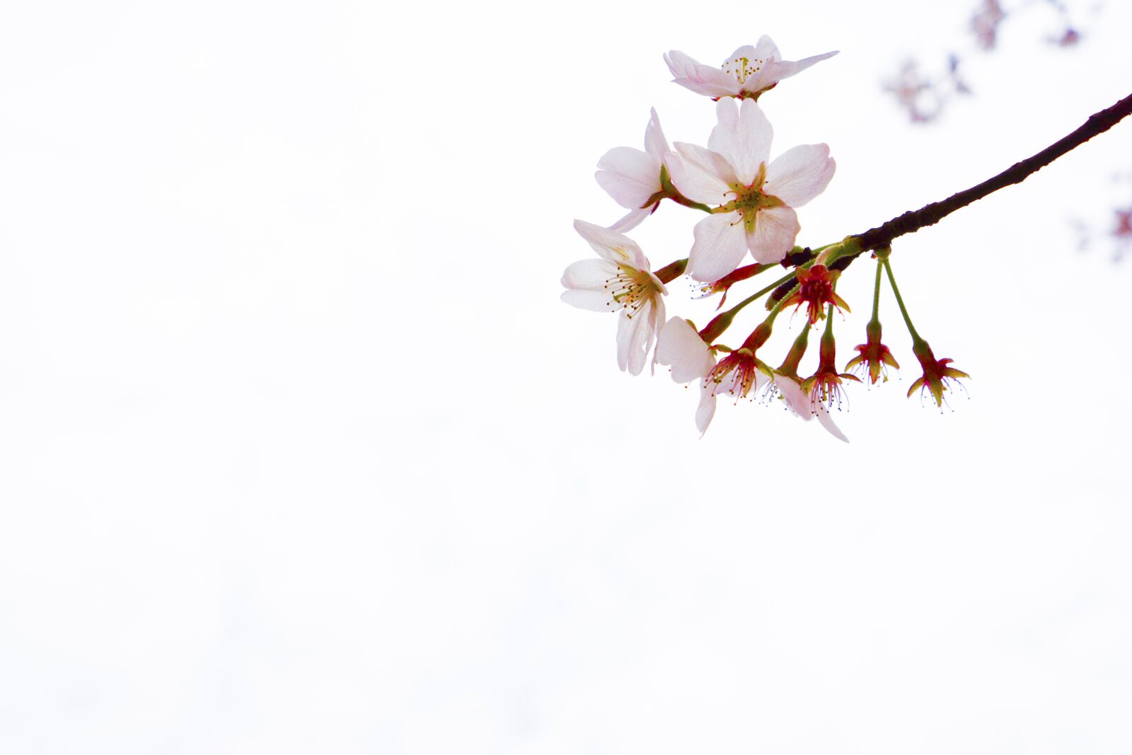 Sony a6000 sample photo. Cherry blossom, yuantouzhu, wuxi photography