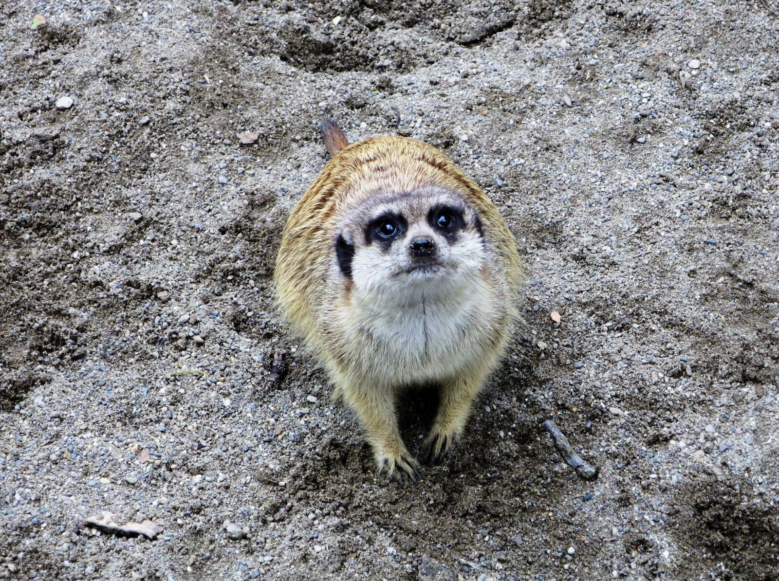 Canon PowerShot S120 sample photo. Zoo, meerkat, house animal photography