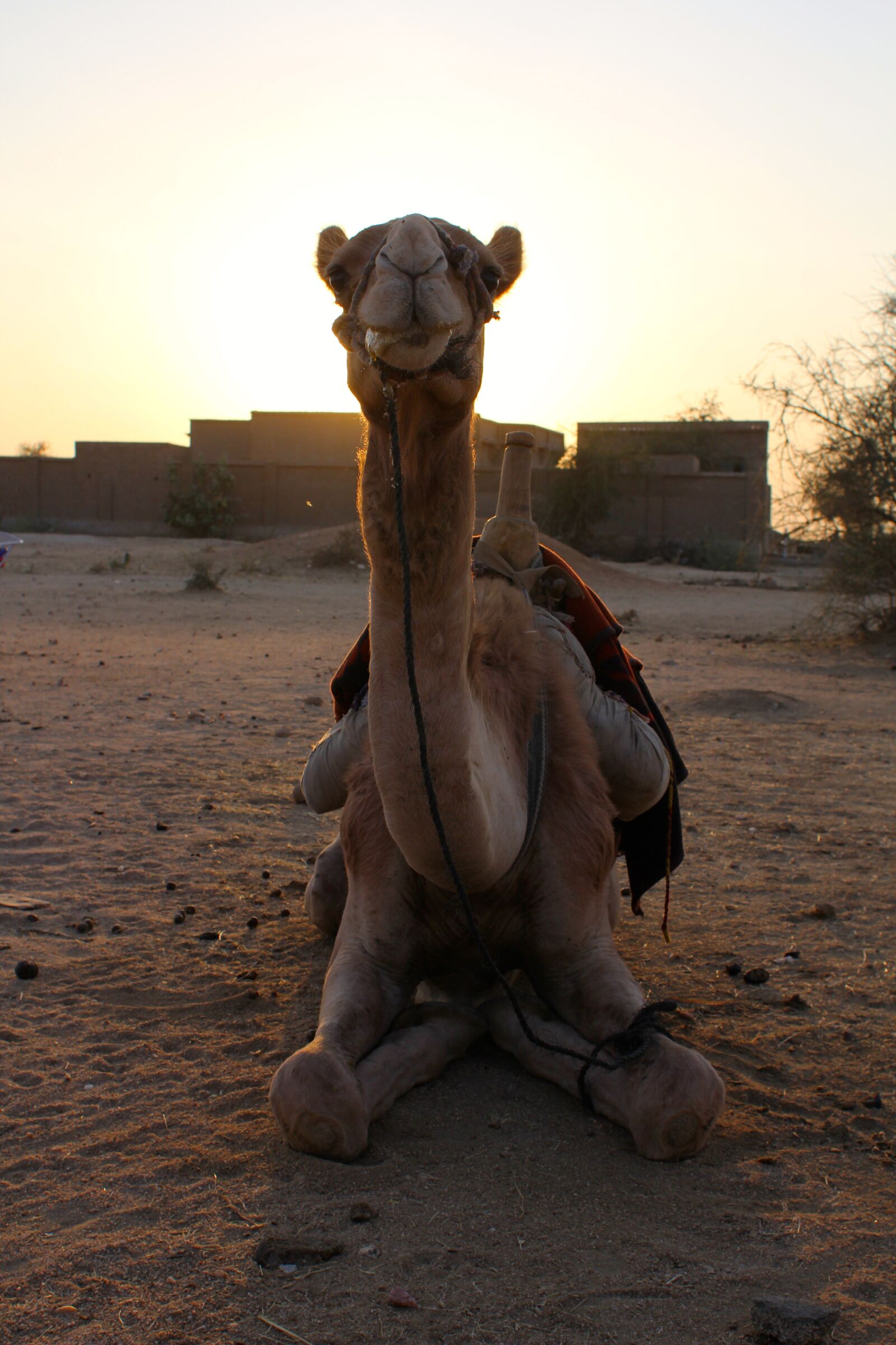 Canon EOS 60D sample photo. Camel, sunset, desert photography