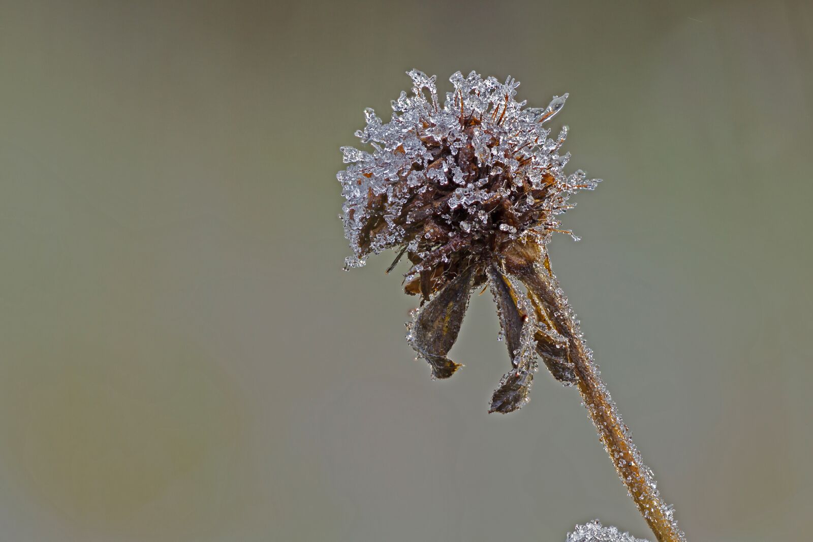 Canon EOS 7D sample photo. Ice, eiskristalle, ripe photography