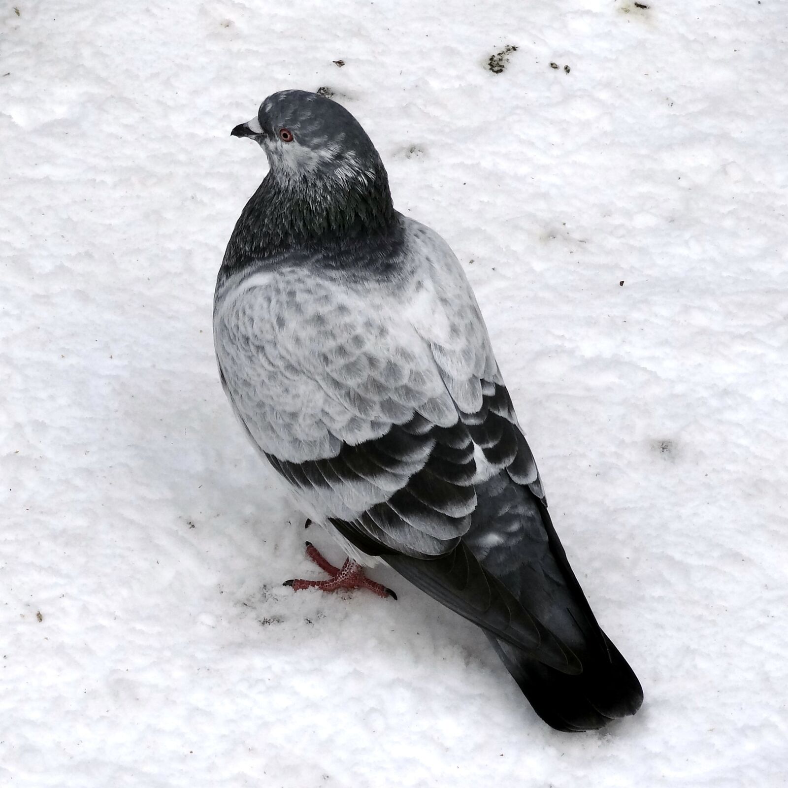 Sony Cyber-shot DSC-HX10V sample photo. Dove, winter, snow photography