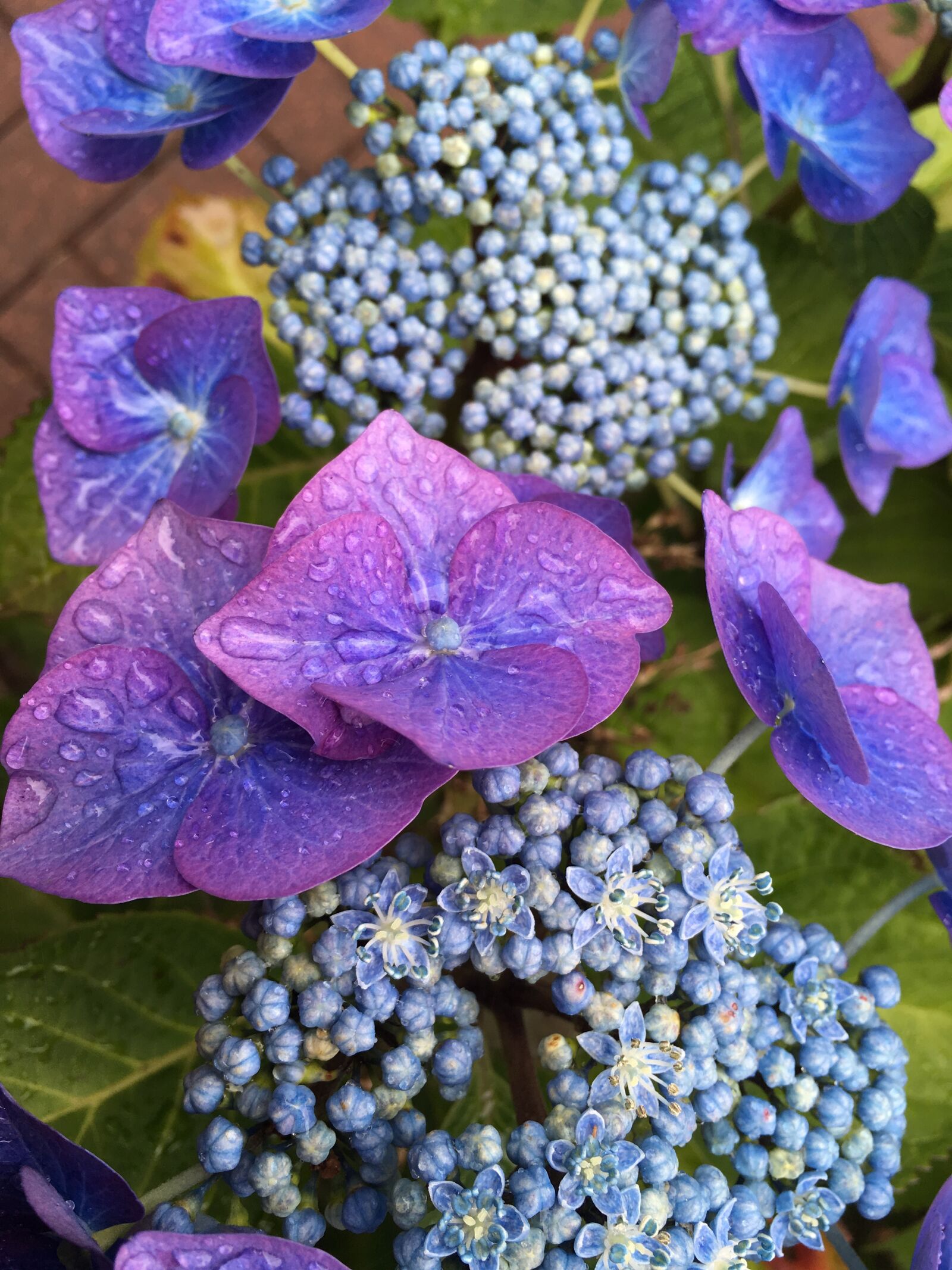 Apple iPhone 6s sample photo. Flowers, purple, bush photography