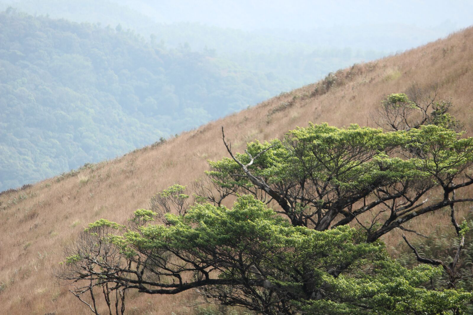 Canon EOS 600D (Rebel EOS T3i / EOS Kiss X5) sample photo. Nature, forest, landscape photography
