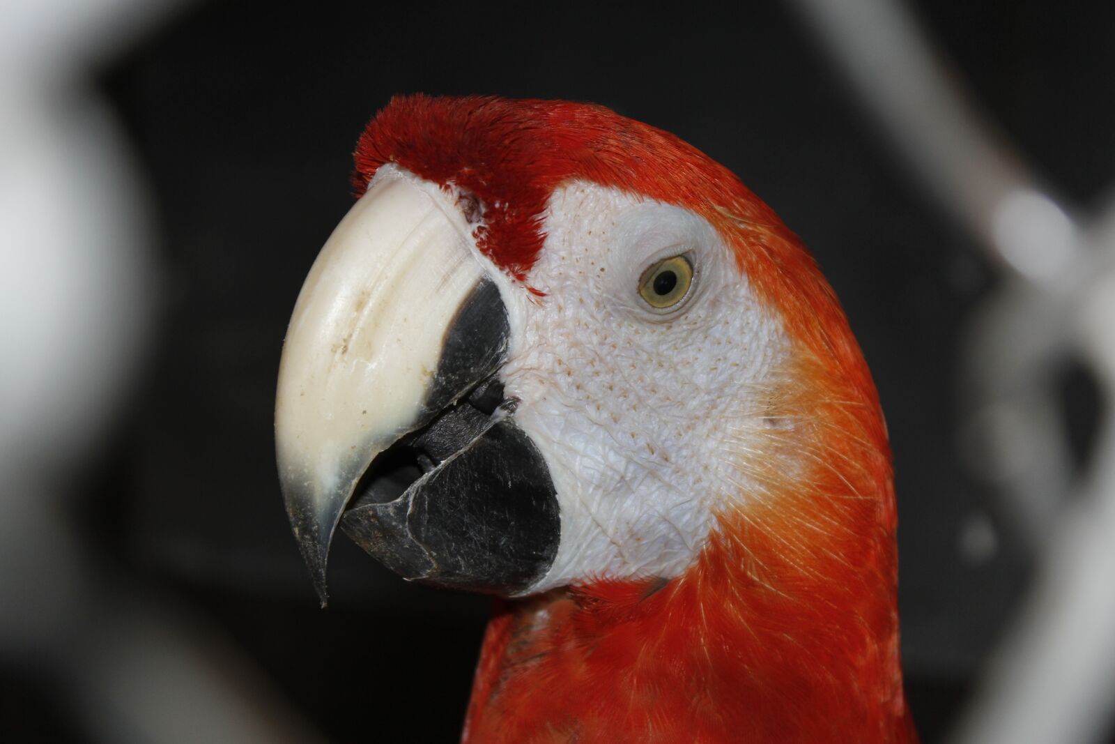 Canon EF-S 18-55mm F3.5-5.6 IS sample photo. Parrot, bird, cage photography