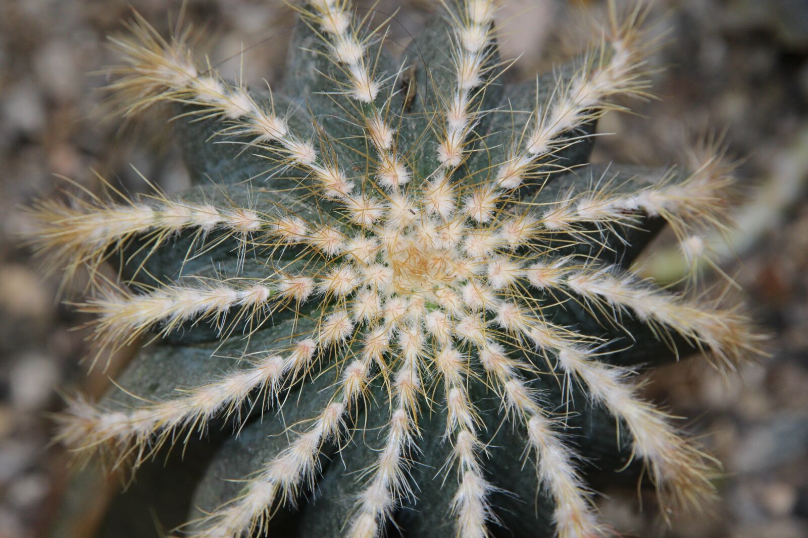 Canon EOS 650D (EOS Rebel T4i / EOS Kiss X6i) sample photo. Cactus, nature, no one photography