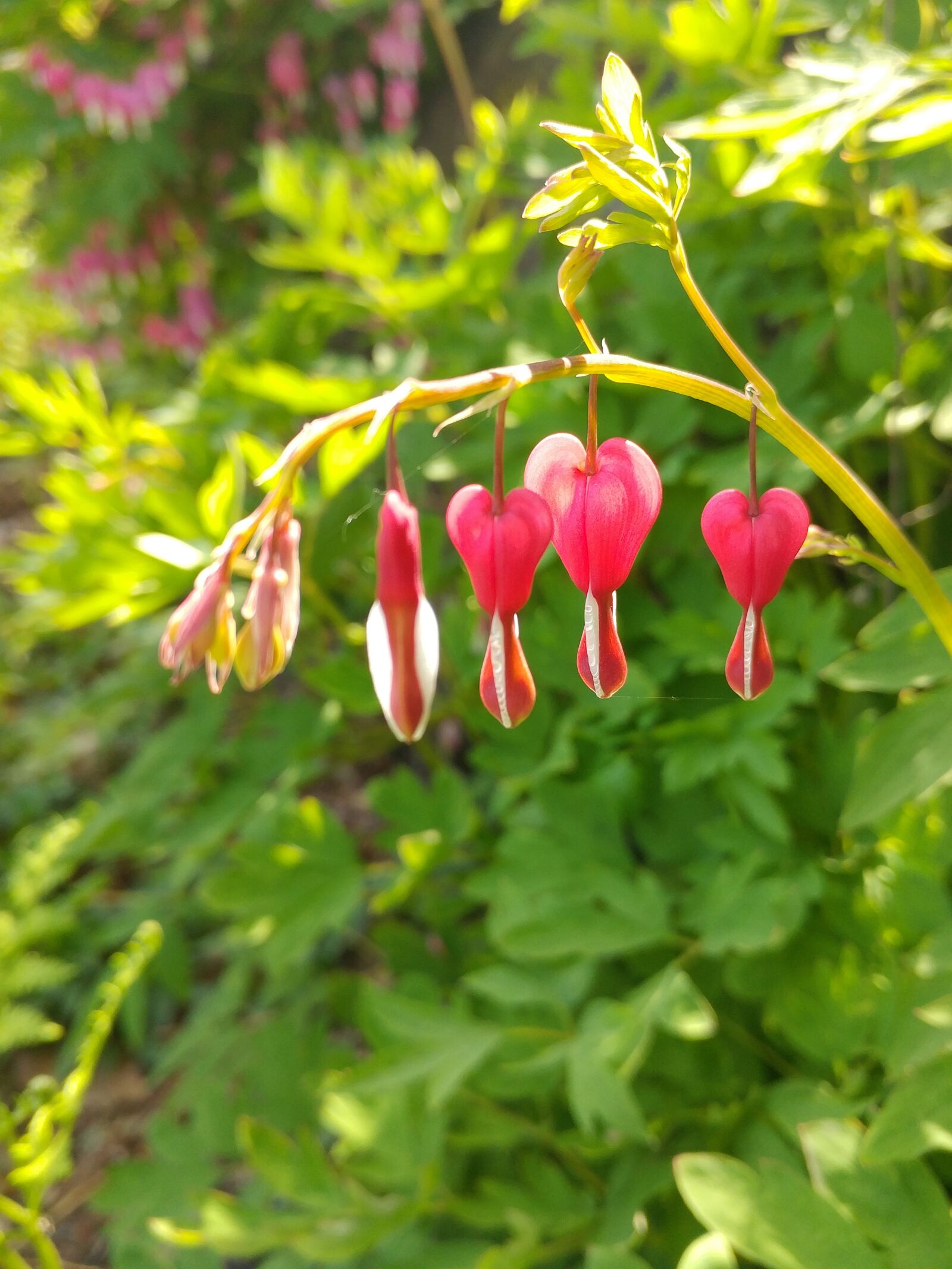 LG G5 sample photo. Nature, leaf, plants photography