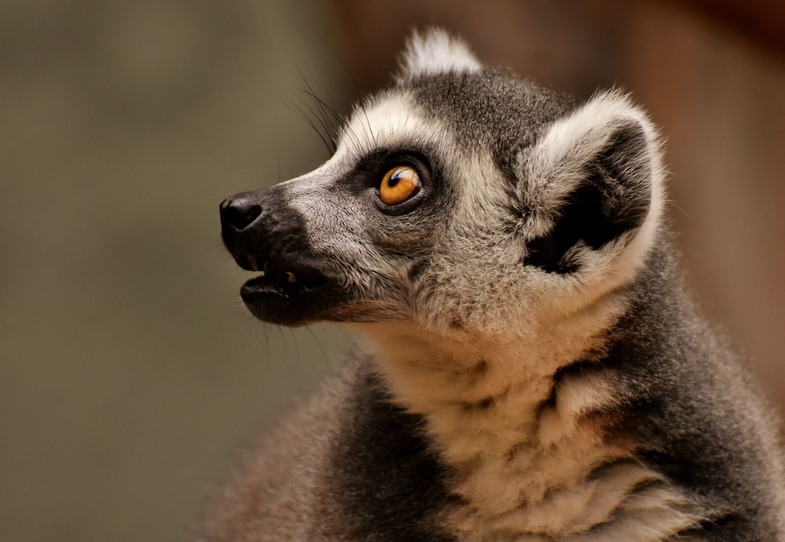 Nikon D7200 sample photo. Monkey, lemur, cute photography