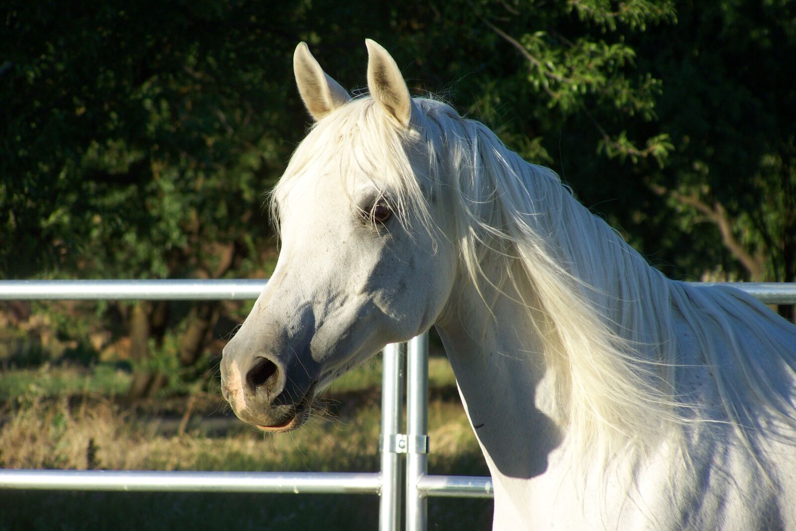 Kodak EASYSHARE ZD710 ZOOM DIGITAL CAMERA sample photo. Horse, white, arabian photography