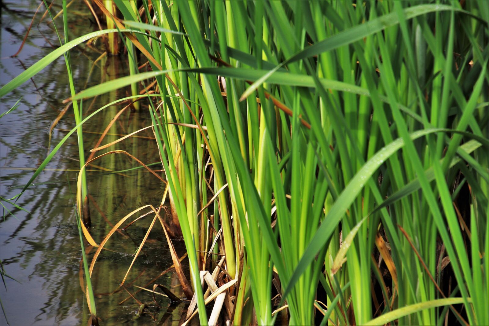 Canon EOS 80D sample photo. Rushes, grass, green photography