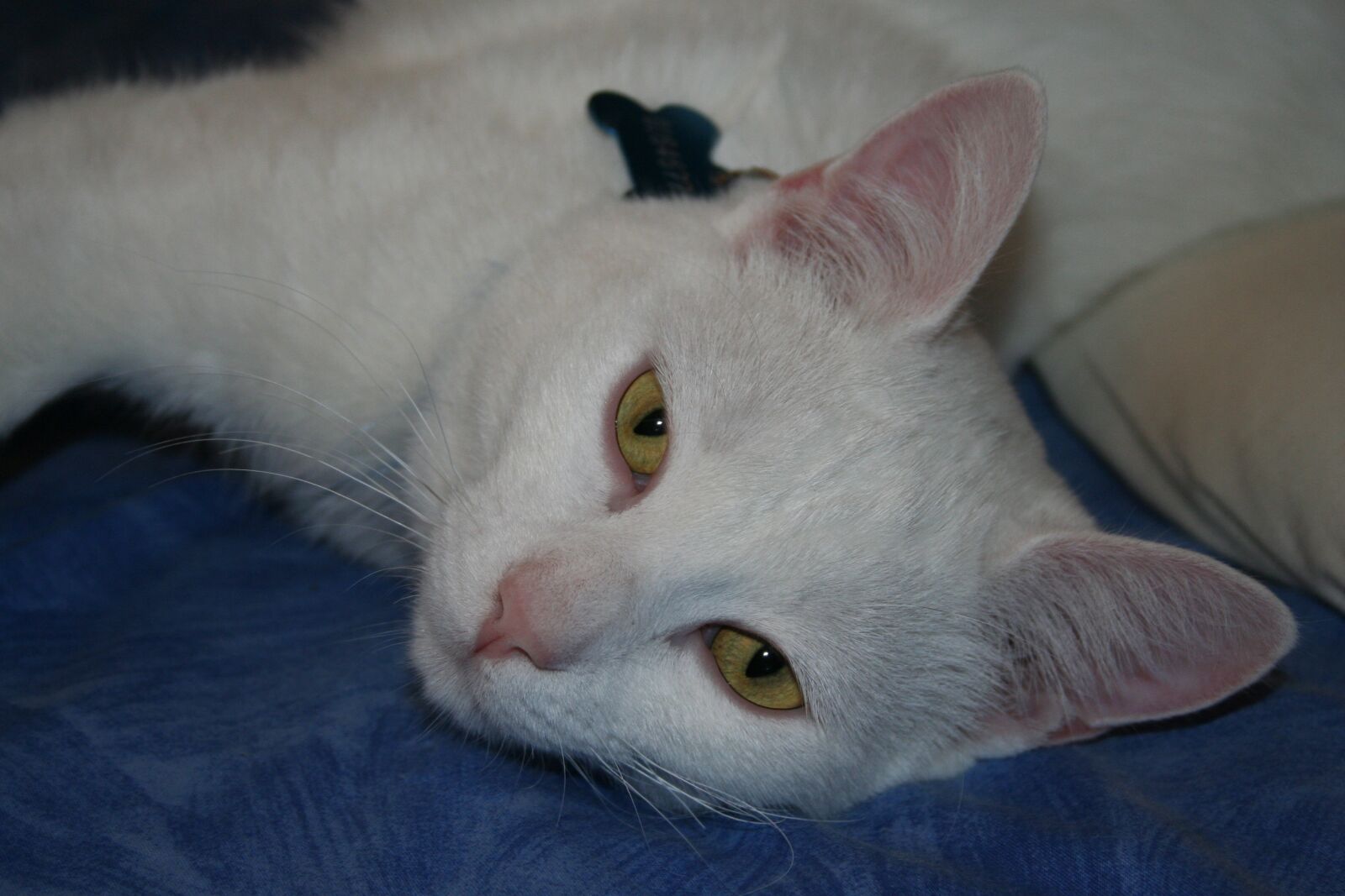 Canon EOS 350D (EOS Digital Rebel XT / EOS Kiss Digital N) sample photo. White cat, feline, cats photography