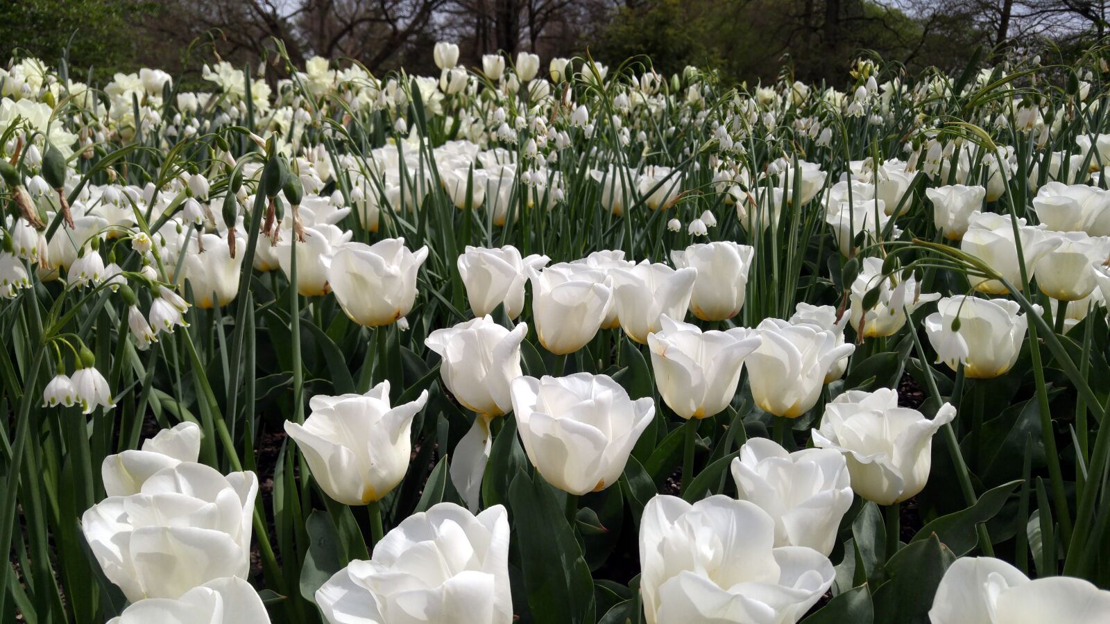 LG G4 sample photo. Flowers, tulips, gardens photography
