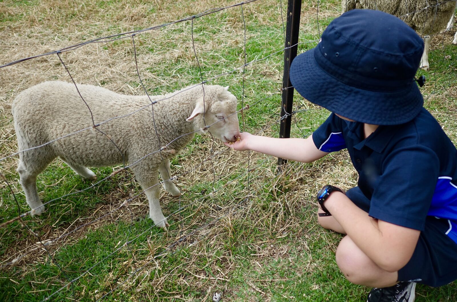 Sony Cyber-shot DSC-RX100 III sample photo. Sheep, child, feeding photography