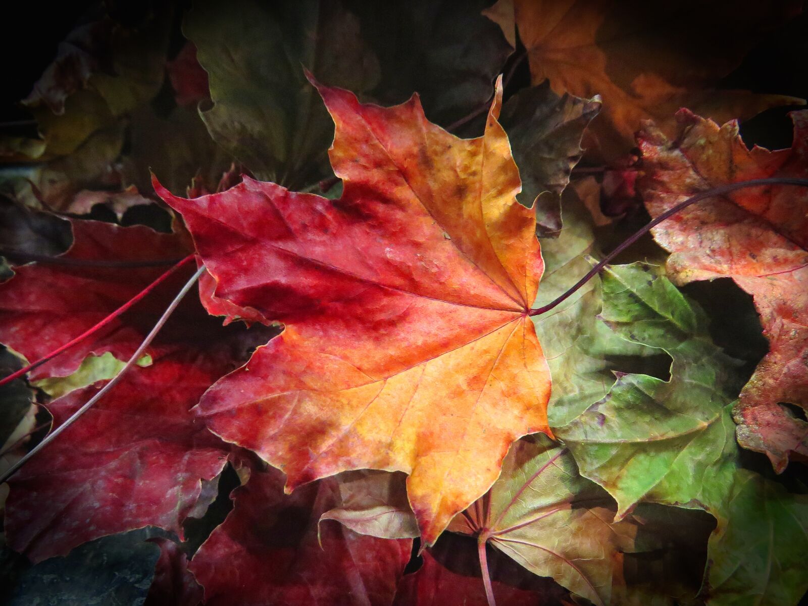 Canon PowerShot SX50 HS sample photo. Maple leaves, leaves, autumn photography