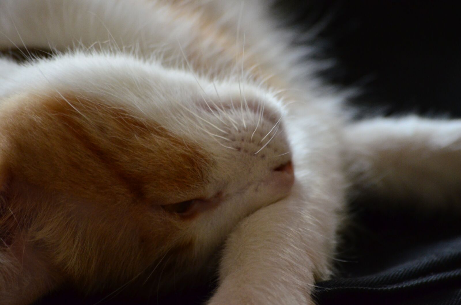 Nikon D5100 sample photo. Gata, cat, feline photography