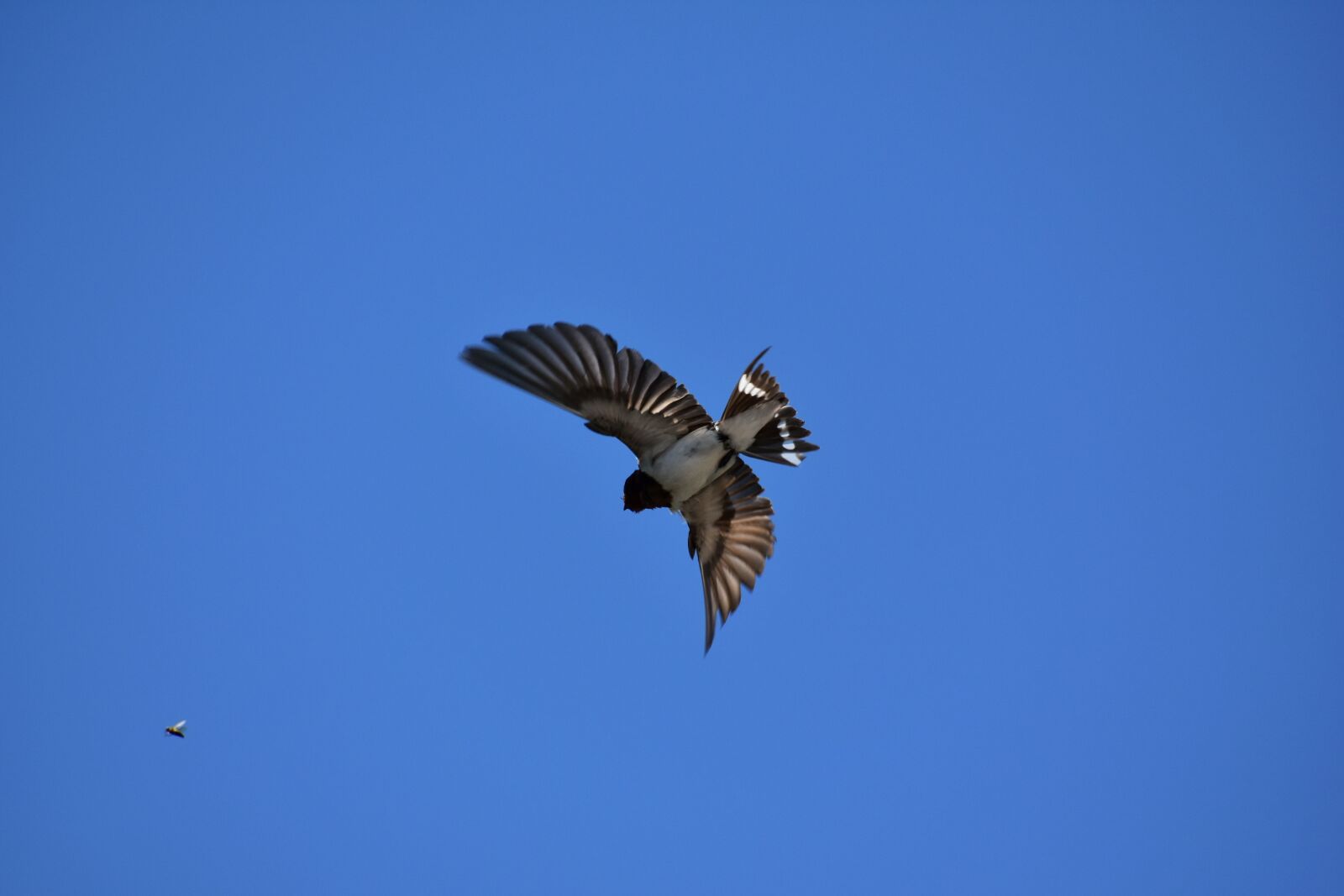 Nikon D7200 sample photo. Animal, sky, bird photography