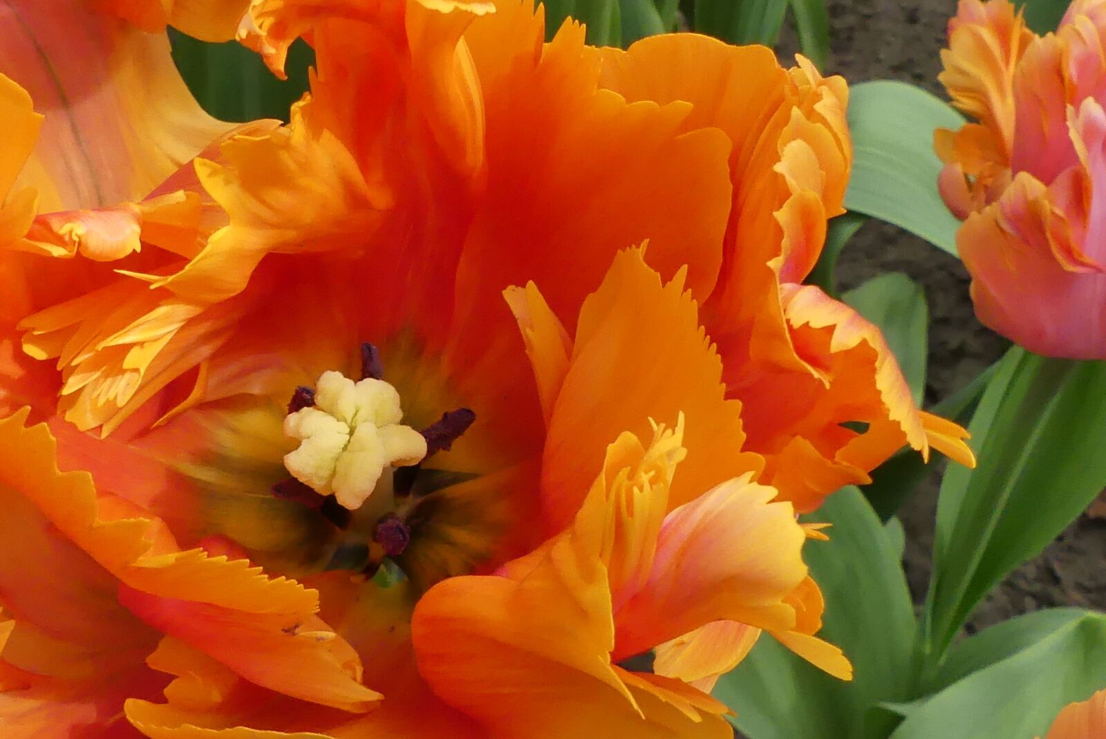 Panasonic Lumix DMC-FZ300 sample photo. Macro, tulip, orange photography