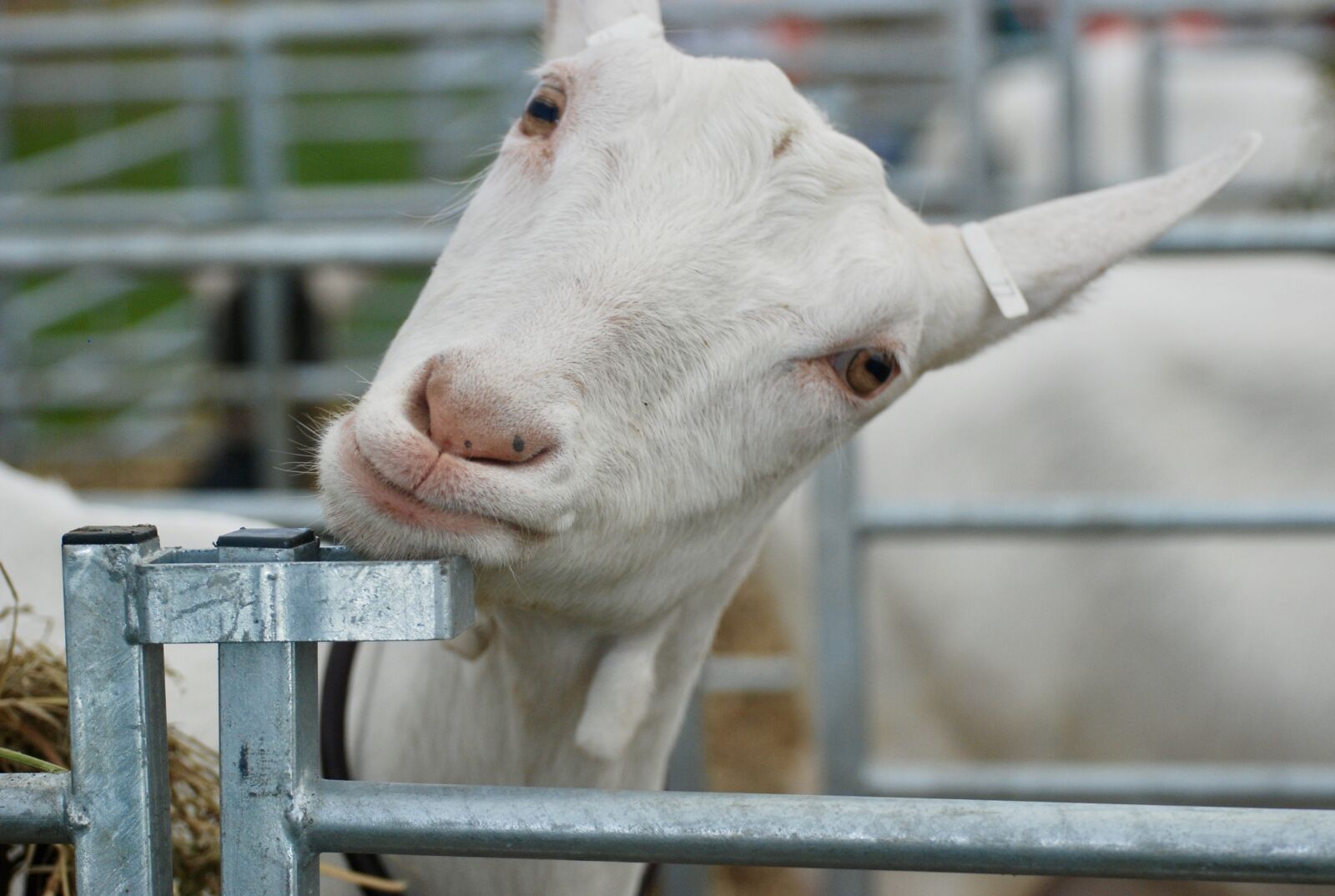 Nikon D80 sample photo. Goat, funny, white photography