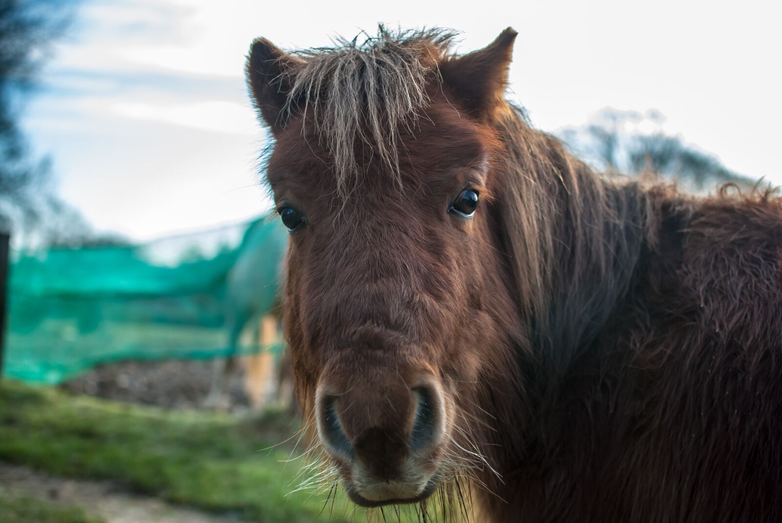 Nikon D80 sample photo. Pony, farm, portrait photography