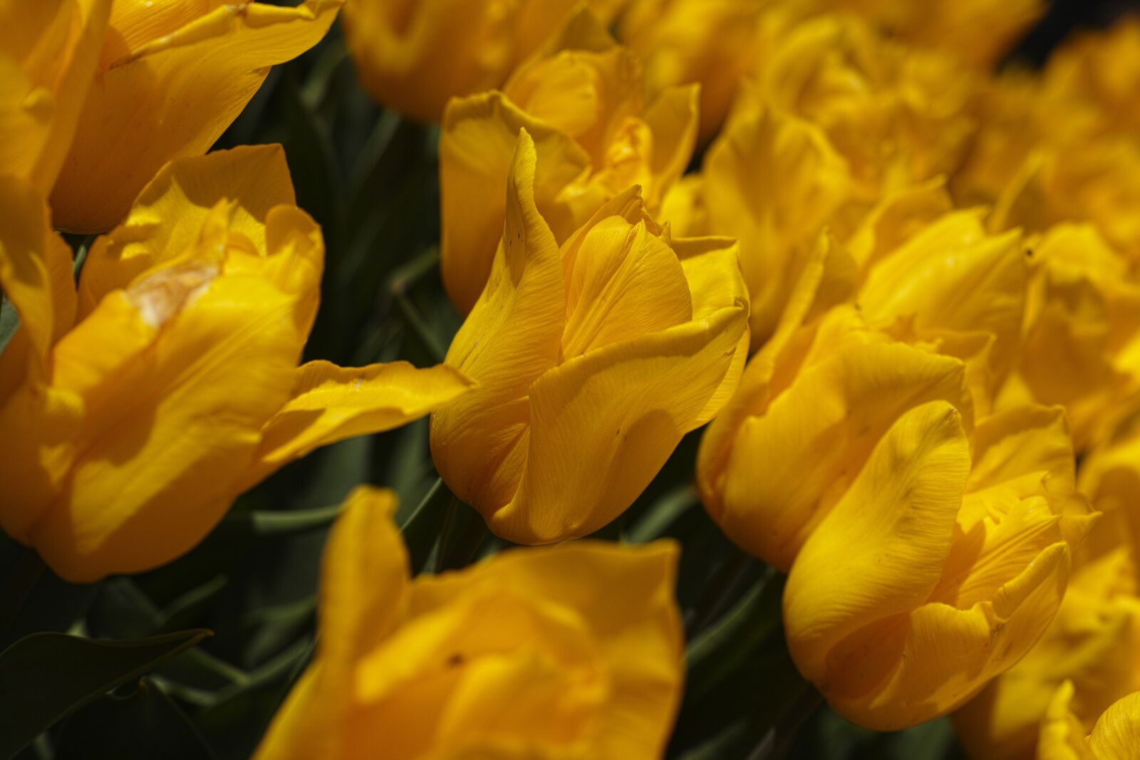 Sigma DP3 Merrill sample photo. Tulips, yellow, spring photography