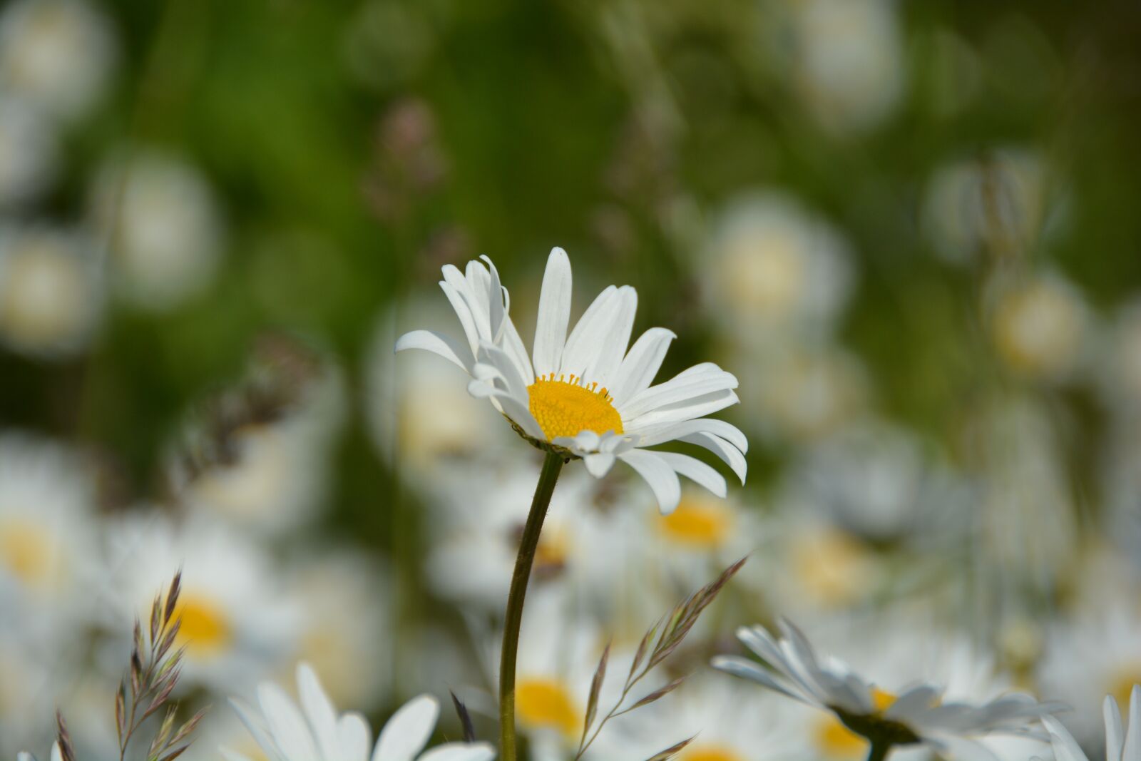 Nikon D5200 sample photo. Flower, sun, meadow photography