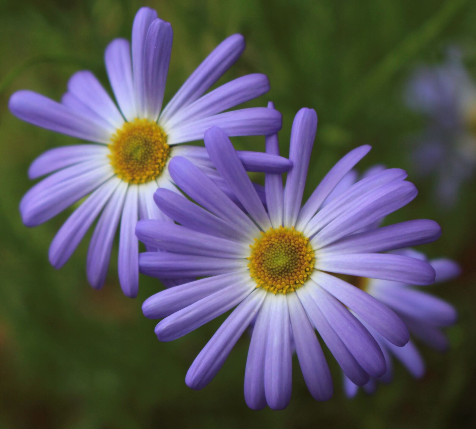 Canon EOS 700D (EOS Rebel T5i / EOS Kiss X7i) sample photo. Swan river daisies, purple photography