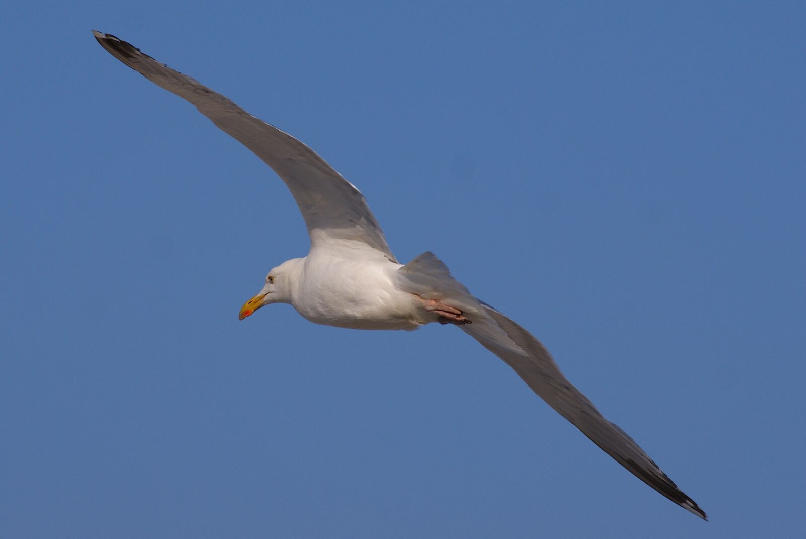 Sony Alpha DSLR-A350 sample photo. Gull, flight, bird photography