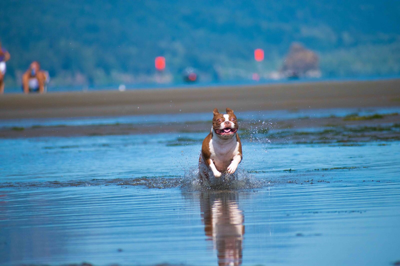 Nikon D3500 sample photo. Dog, animal, boston terrier photography