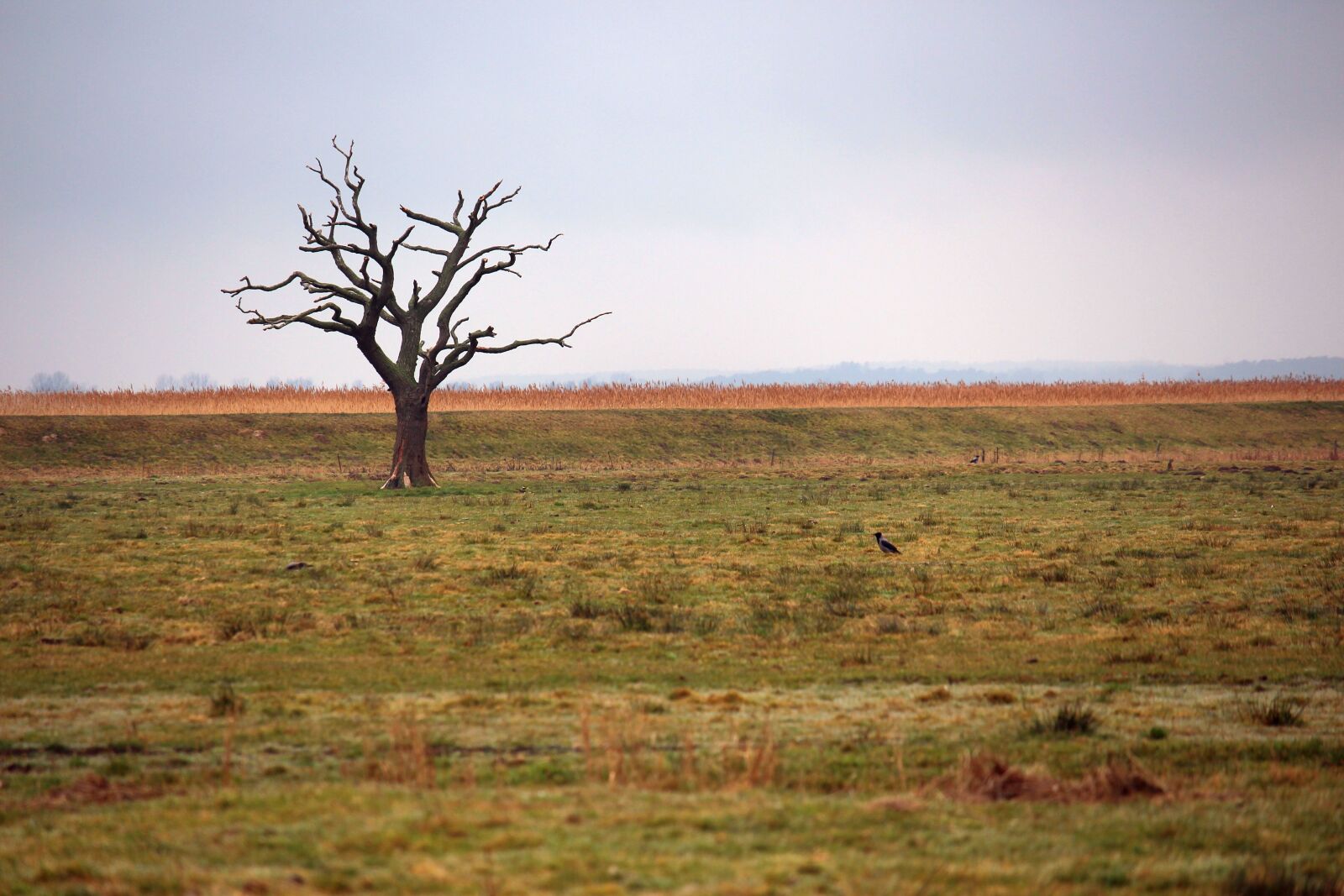 Canon EF-S 55-250mm F4-5.6 IS STM sample photo. A single tree standing photography
