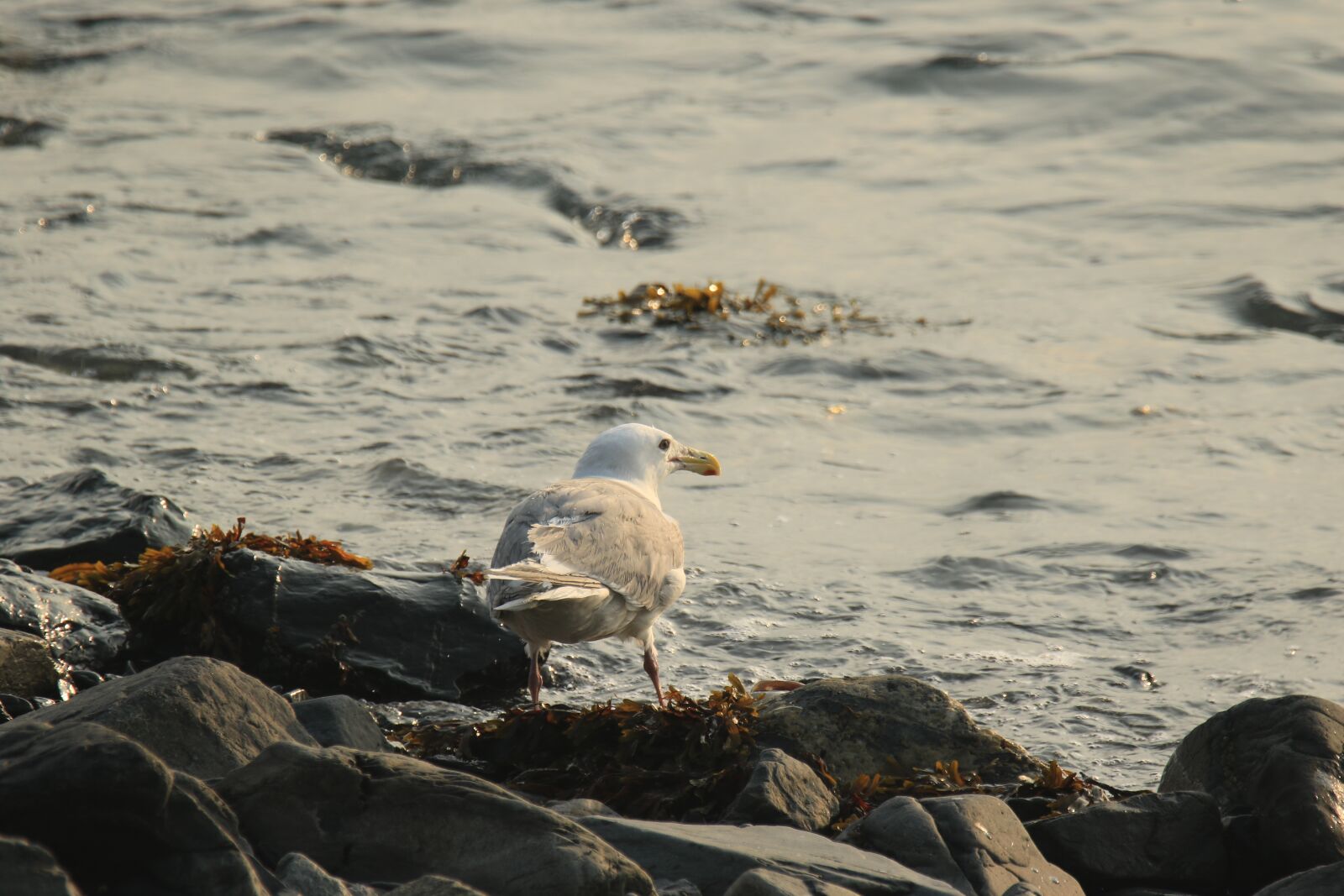 Canon EOS 7D Mark II sample photo. Seagull, bird, ocean photography
