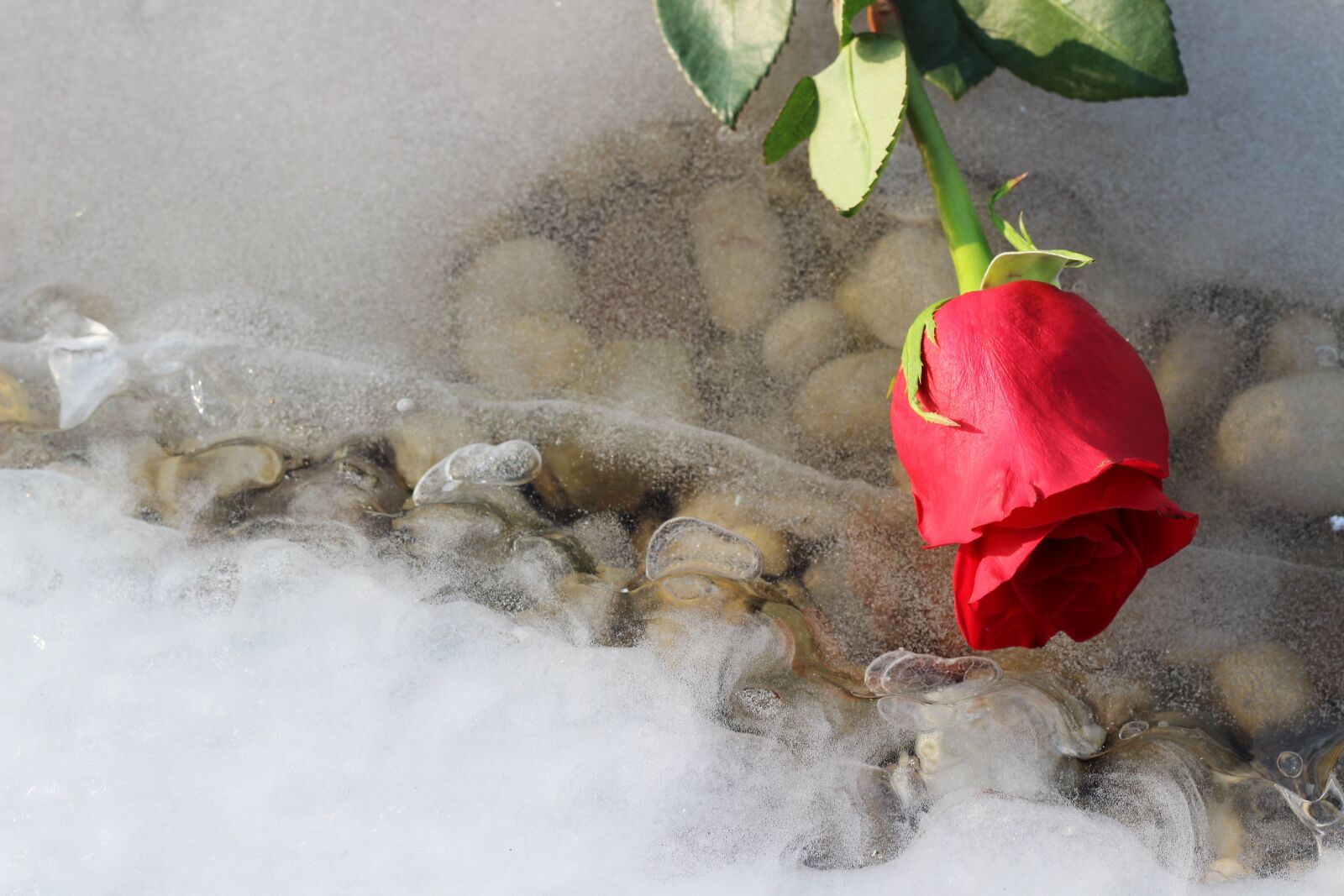 Canon EOS 600D (Rebel EOS T3i / EOS Kiss X5) + Canon EF 50mm F1.8 II sample photo. Red rose on ice photography