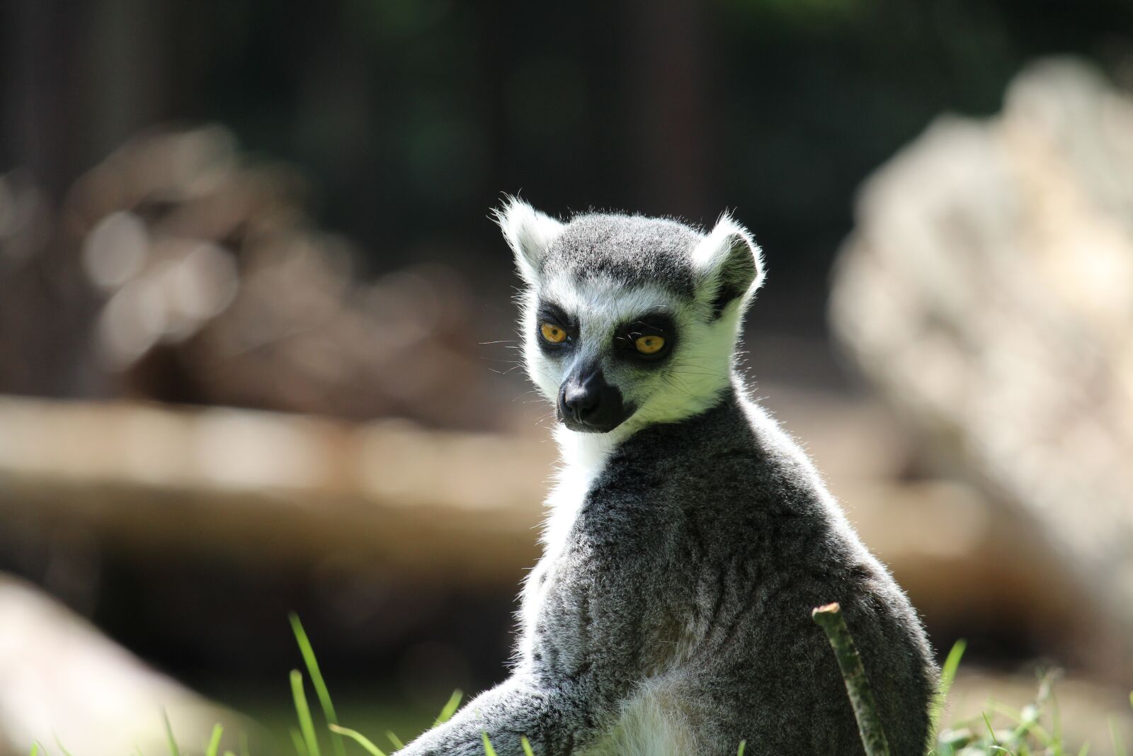 Canon EOS 1200D (EOS Rebel T5 / EOS Kiss X70 / EOS Hi) sample photo. Rintailed, lemur, money photography