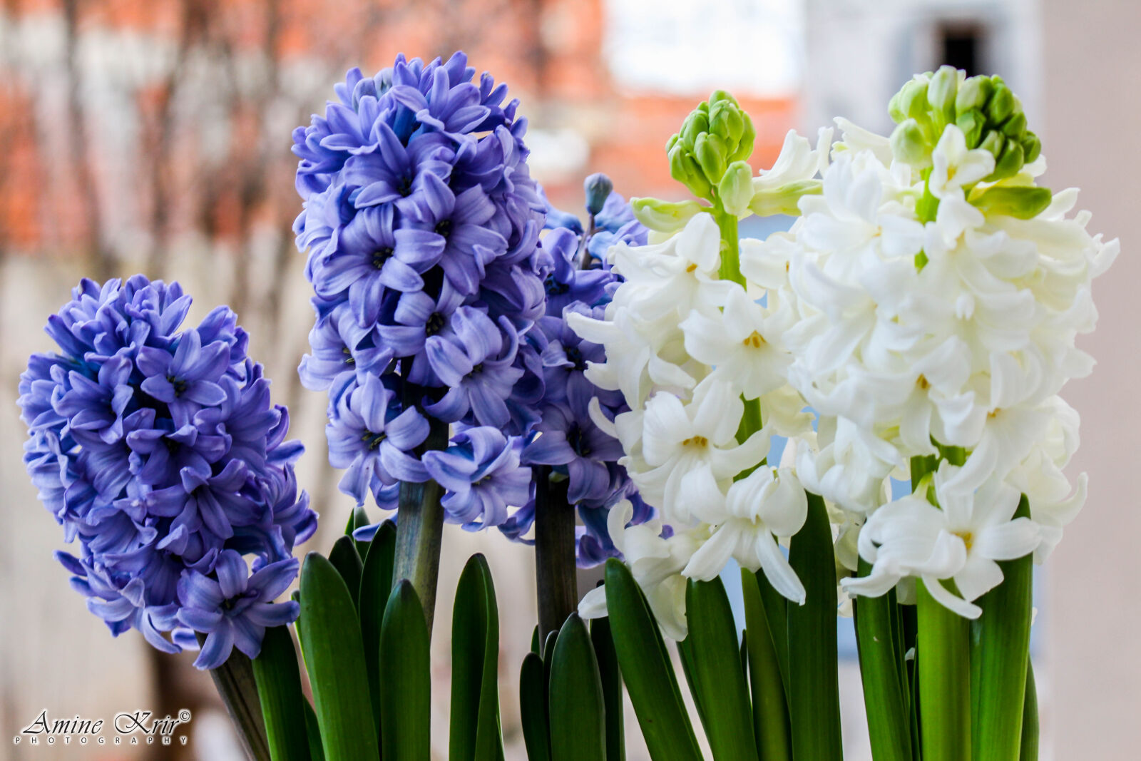 Canon EOS 700D (EOS Rebel T5i / EOS Kiss X7i) sample photo. Adorable, beautiful, flowers, blue photography