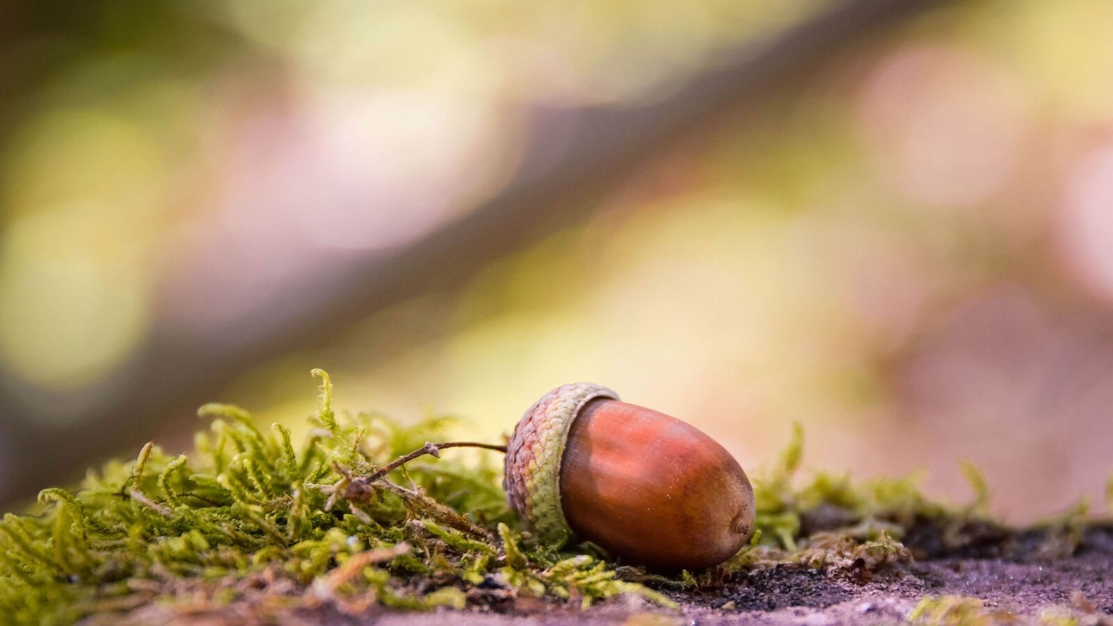 Nikon D5300 sample photo. Acorn, autumn, nature photography