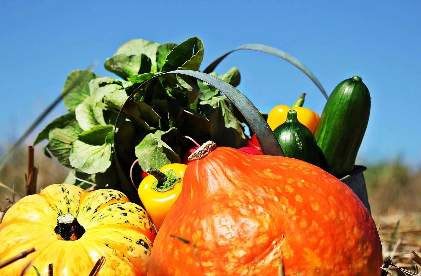 Canon EOS 550D (EOS Rebel T2i / EOS Kiss X4) sample photo. Nature, food, pumpkin, vegetable photography
