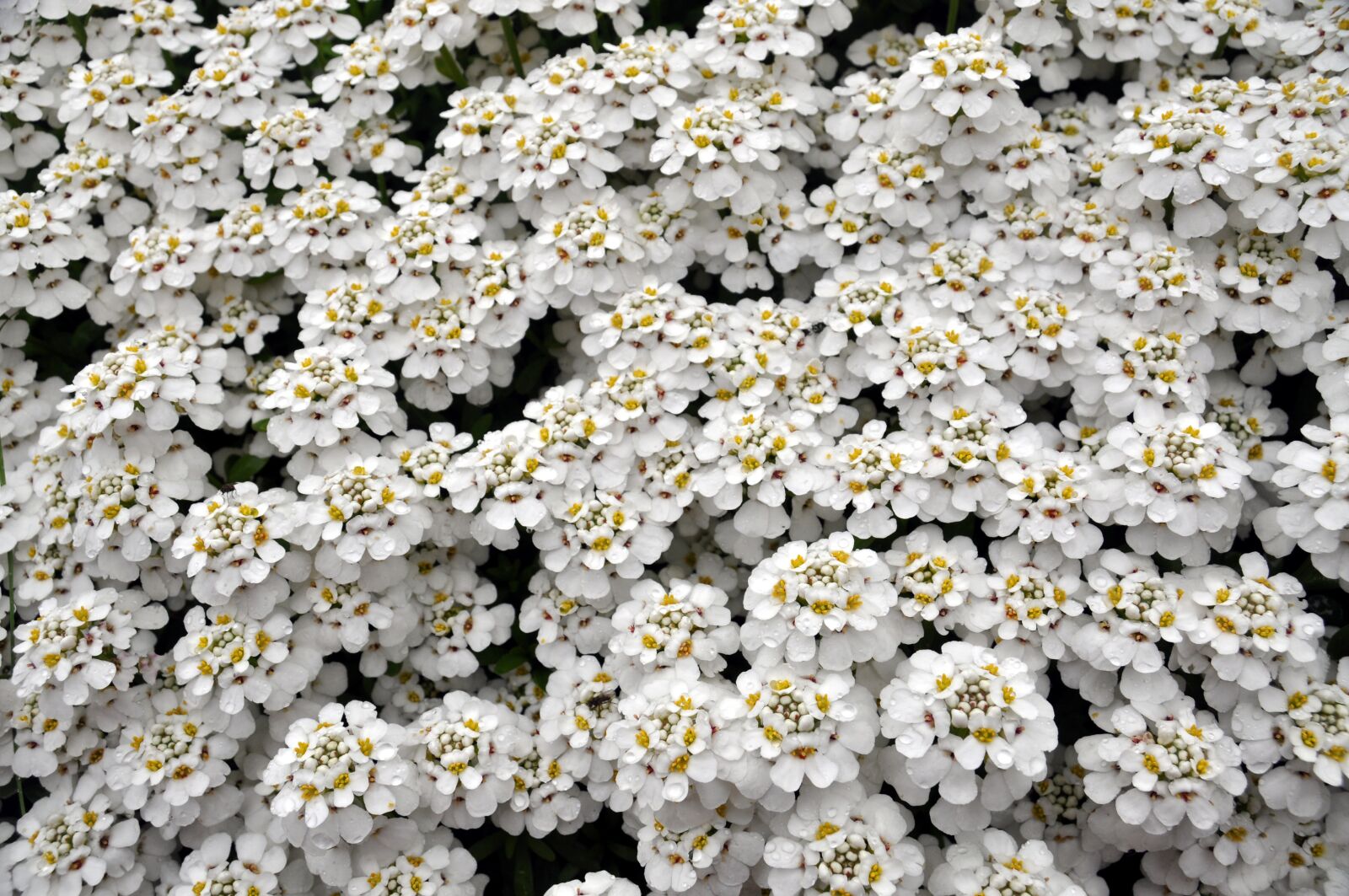 Nikon D90 sample photo. Spring, flowers, garden photography
