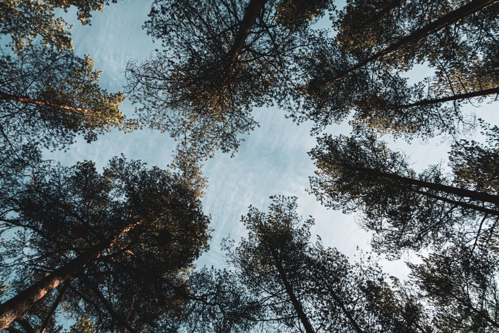 Canon PowerShot G7 X Mark II sample photo. Treetops, forest, finland photography