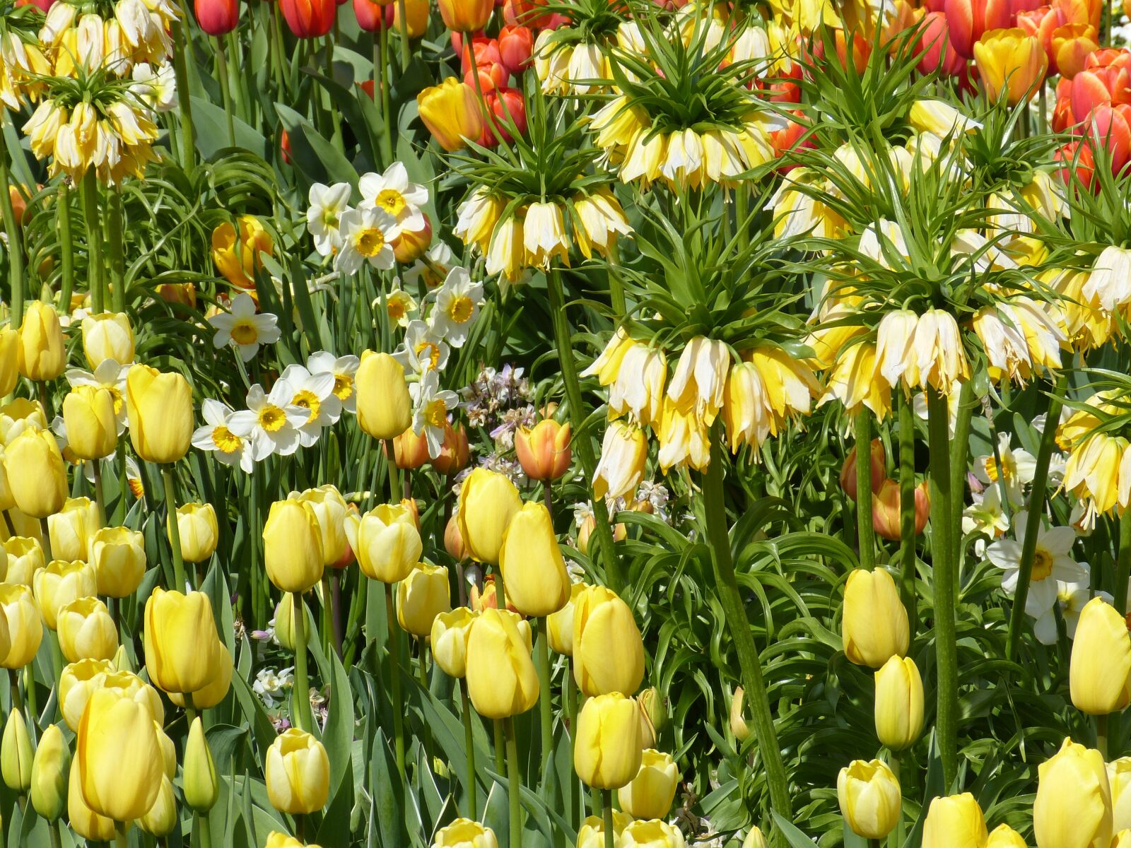 Panasonic Lumix DMC-FZ150 sample photo. Flowers, spring, park photography