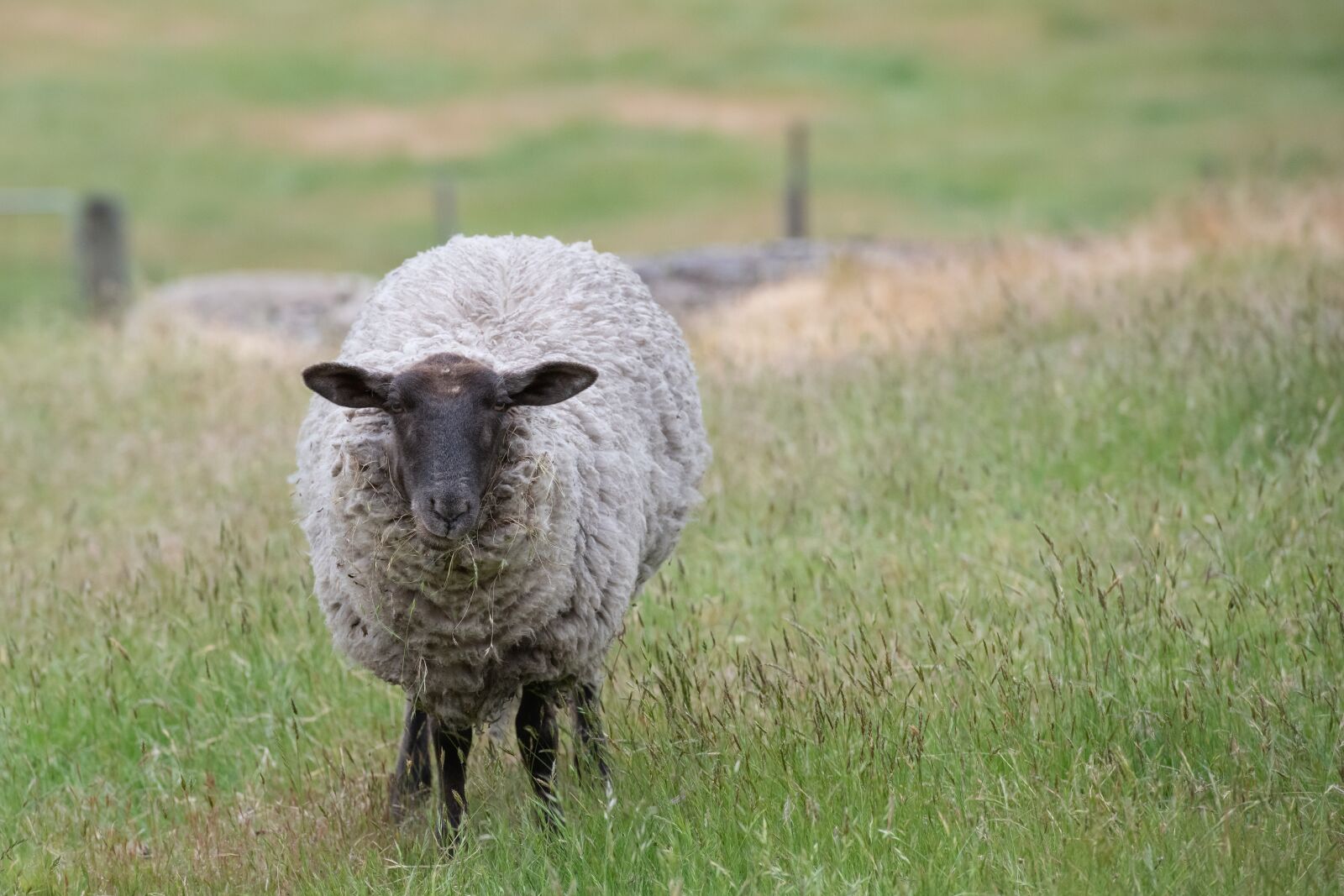 Nikon D850 sample photo. Sheep, suffolk, wool photography