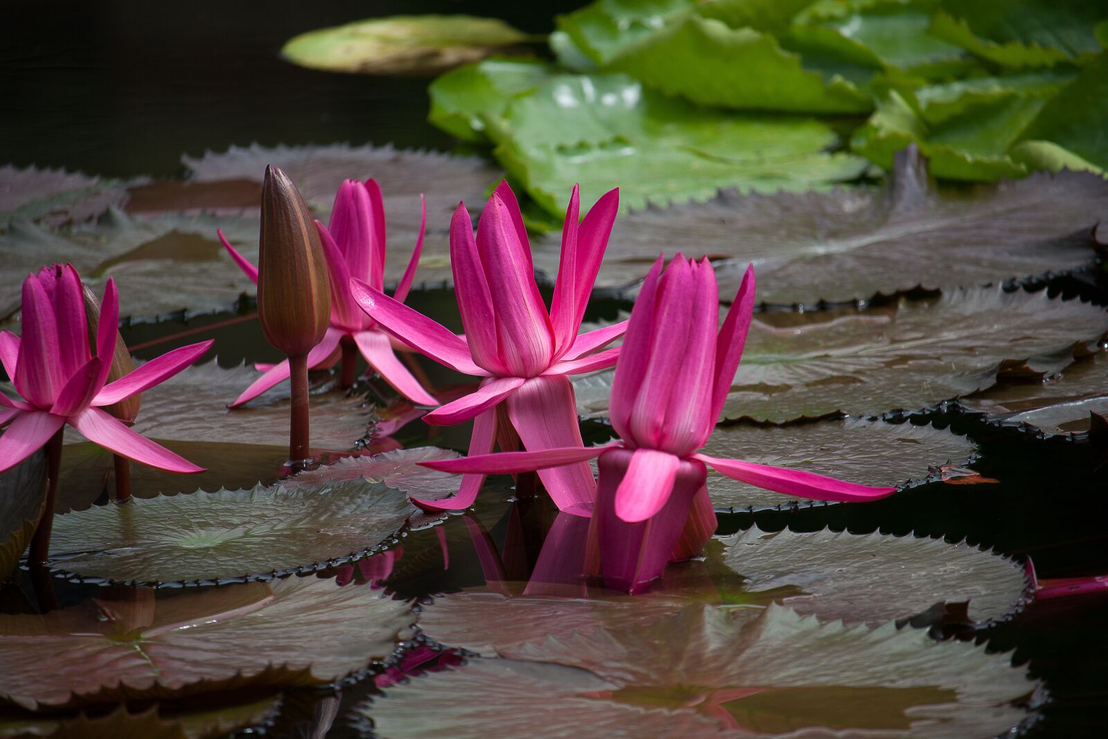 Canon EOS 50D + Canon EF-S 55-250mm F4-5.6 IS STM sample photo. Water lily, plant, pond photography